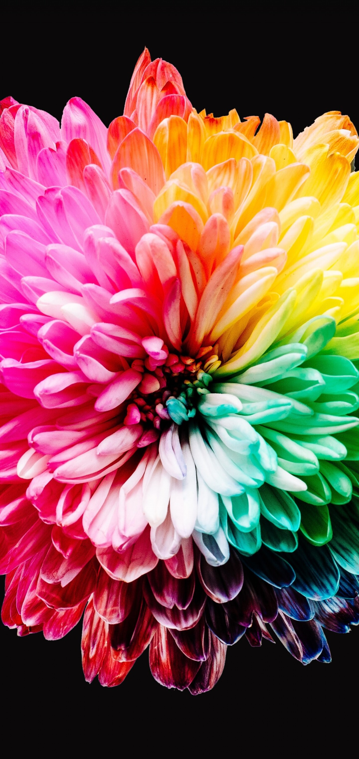 A close-up view of various colorful, multi-colored flowers isolated on a dark black background.