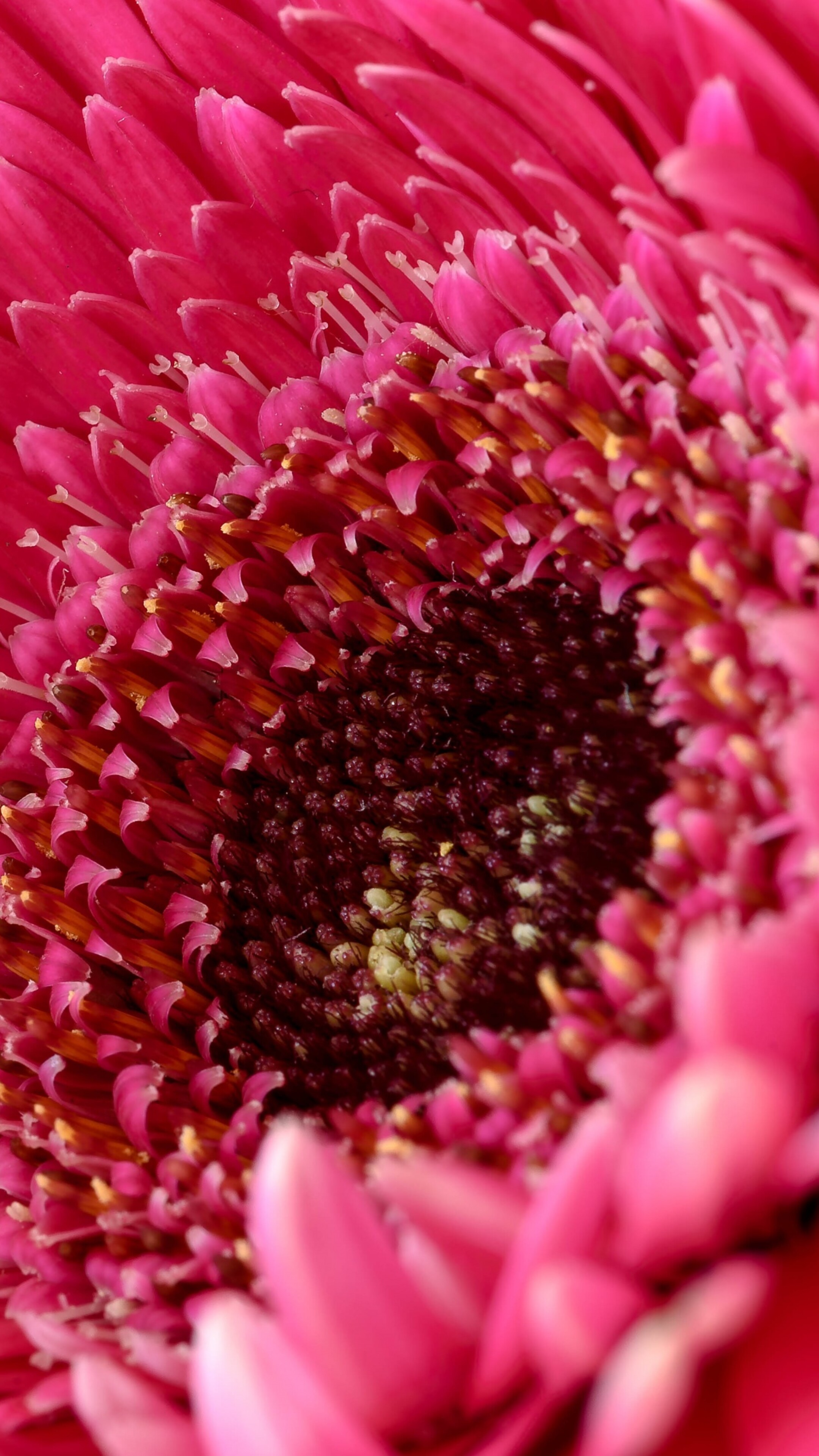 A close-up view of a vibrant pink Gerbera daisy flower with soft, detailed petals.