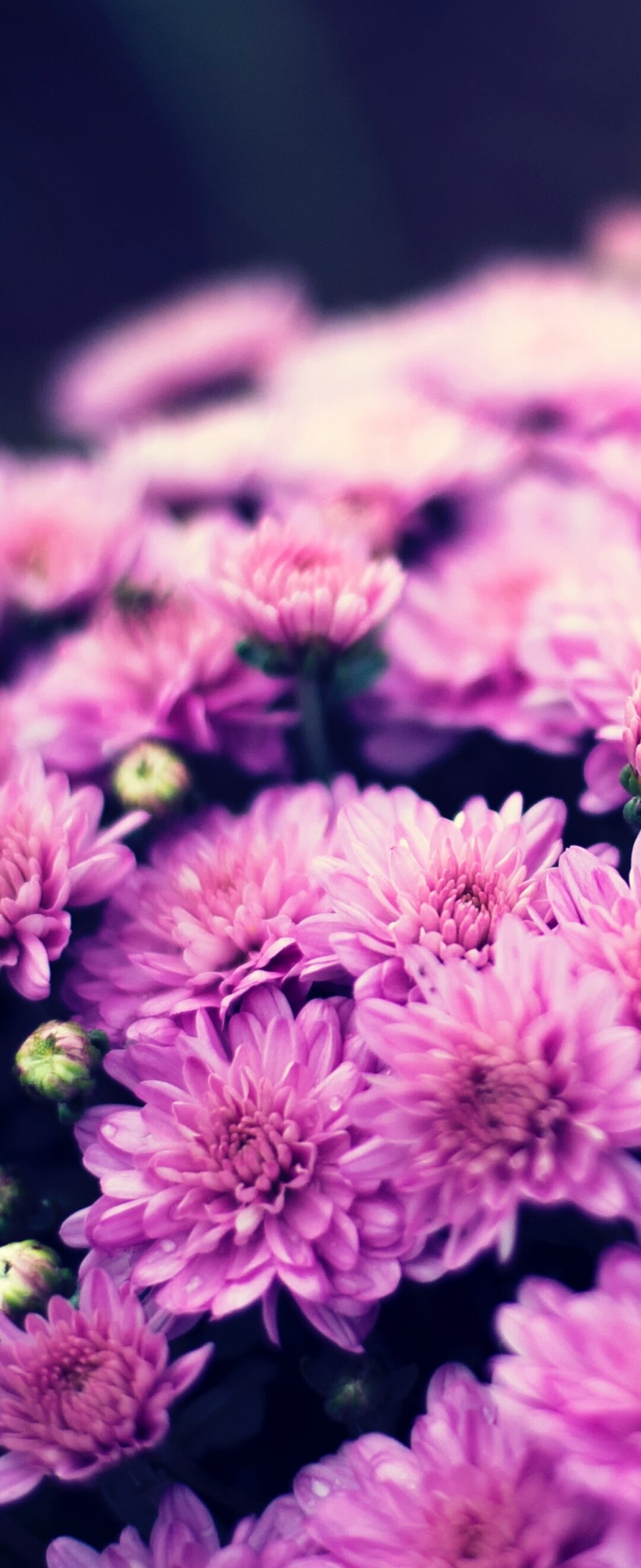 Close-up of a purple chrysanthemum flower bouquet with soft bokeh lighting and spring blossoms.