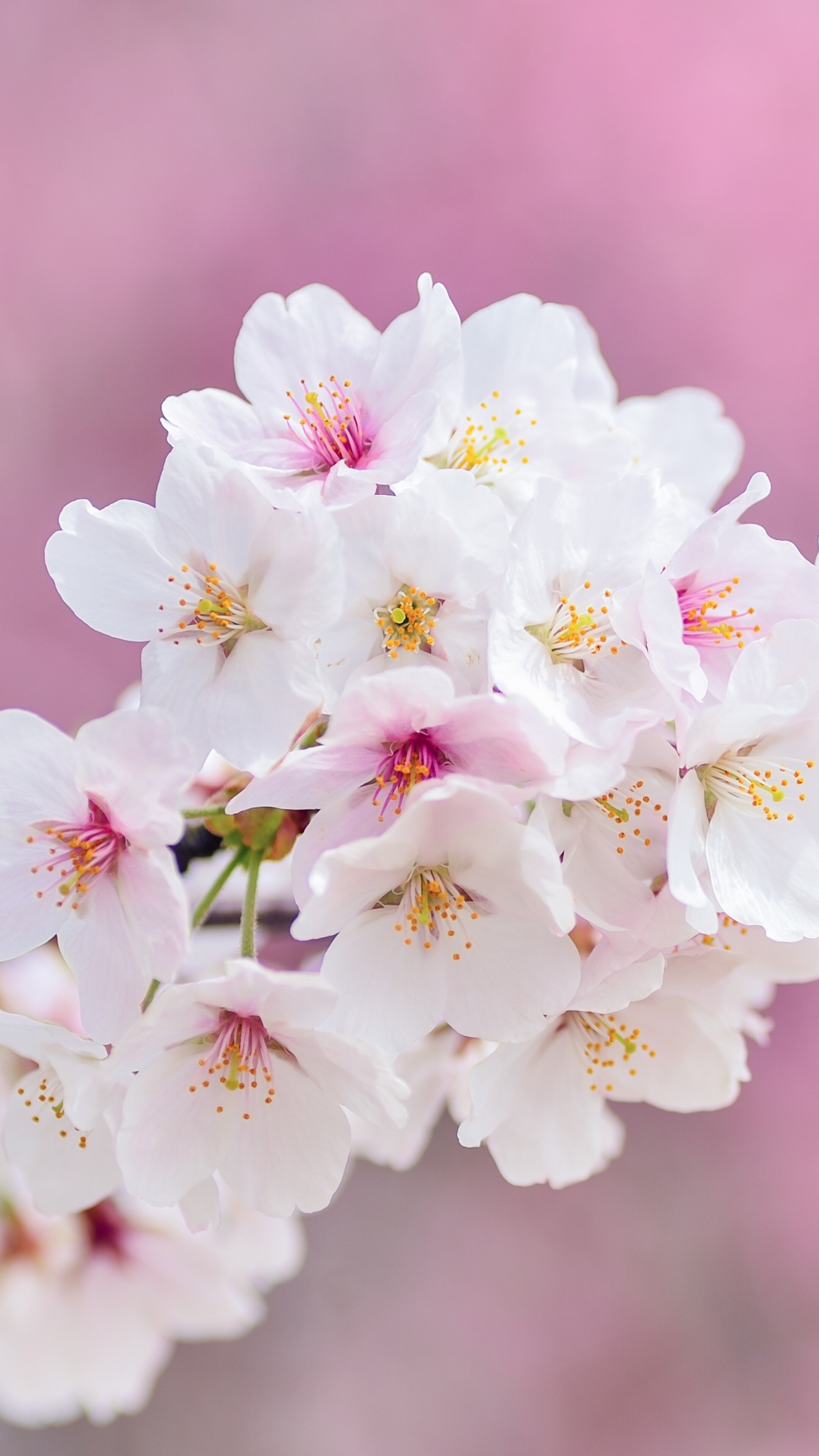 Close-up of beautiful pink cherry blossom flowers in full bloom during spring.
