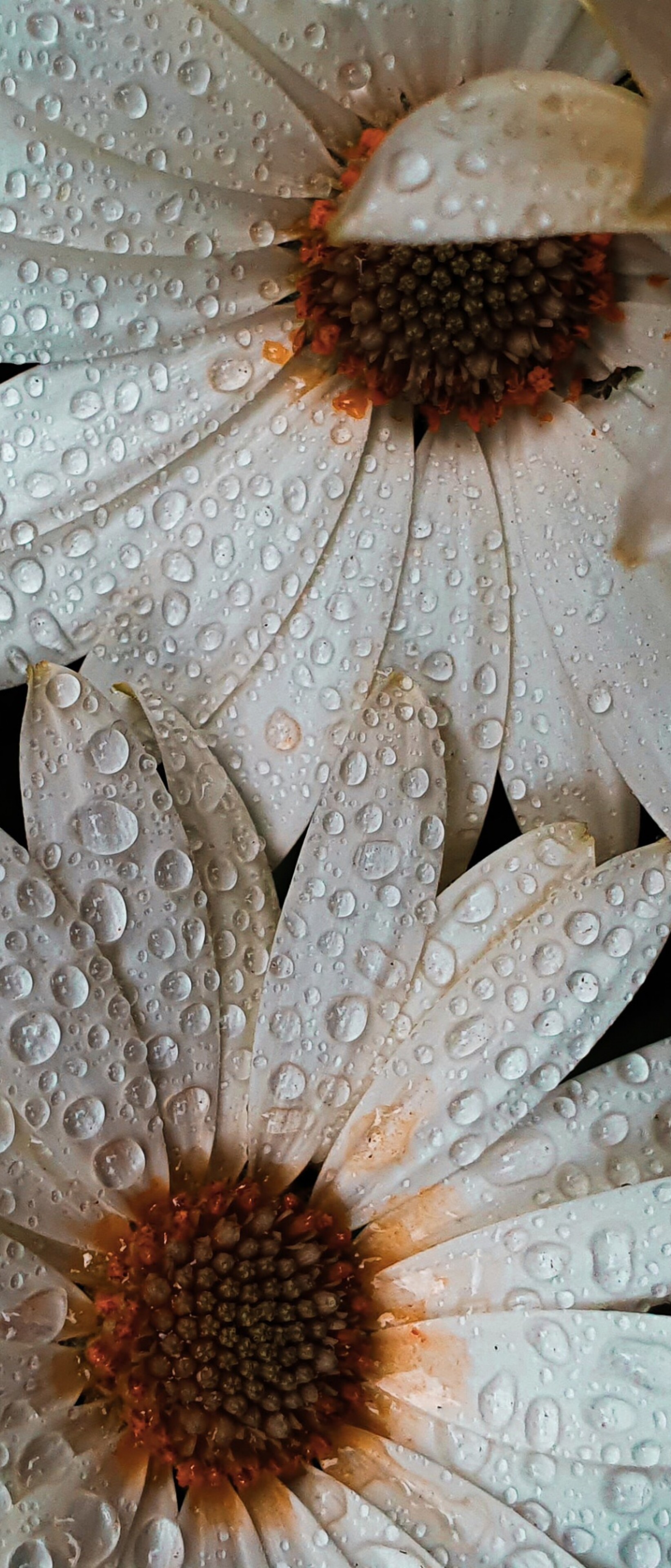 Close-up macro shot of white daisy petals covered in glistening water droplets.
