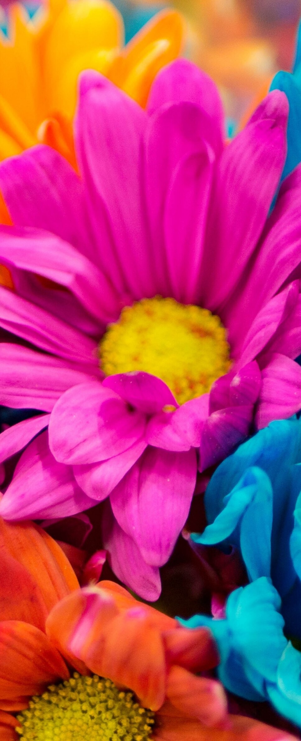 A vibrant and colorful close-up of pink and orange dahlia flowers in full bloom.