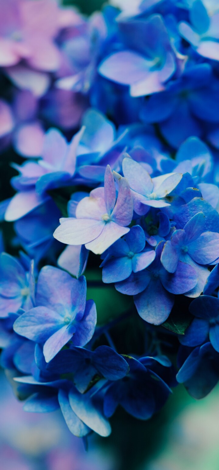 Macro shot of vibrant purple flowers with detailed petals and natural textures.