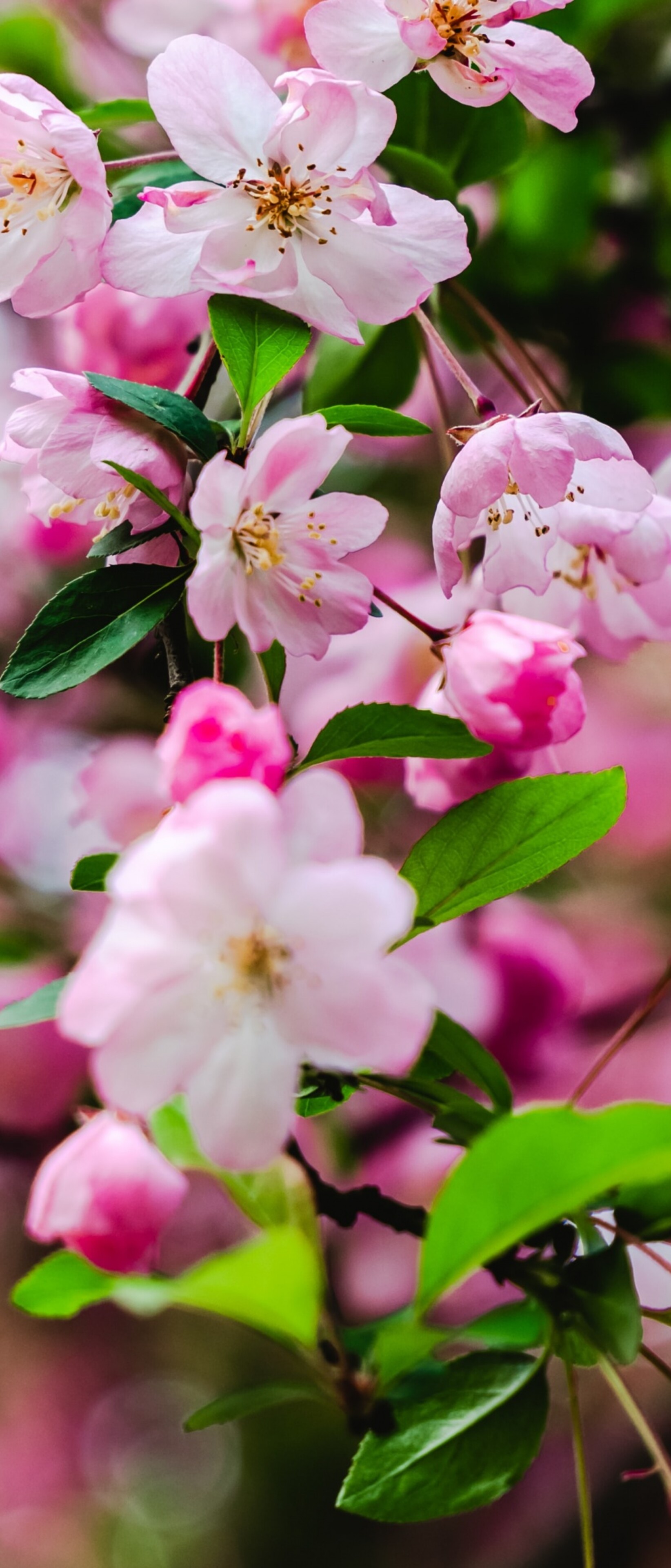 Vibrant pink cherry blossoms and delicate spring flowers in full bloom.