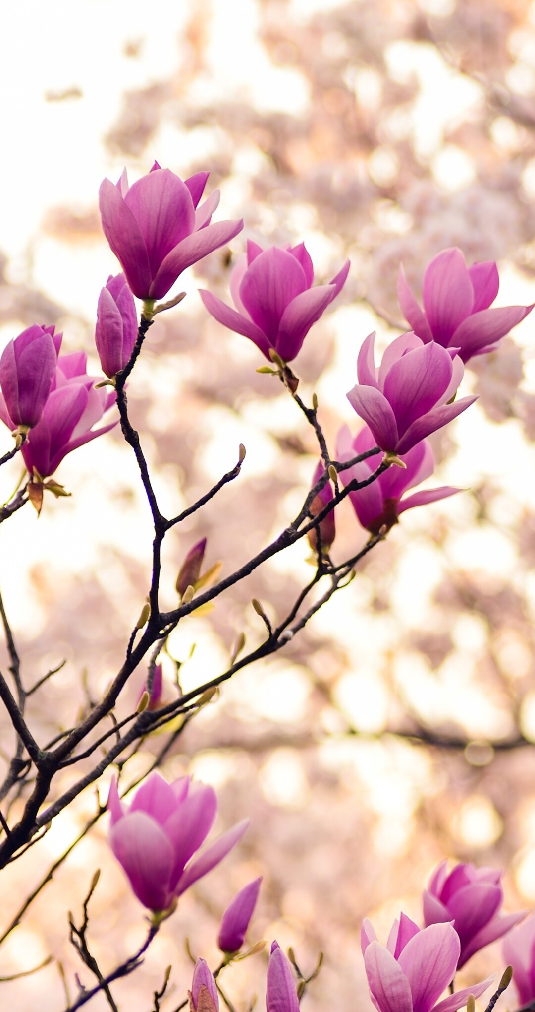 Close-up of magnolia and purple flowers on spring branches