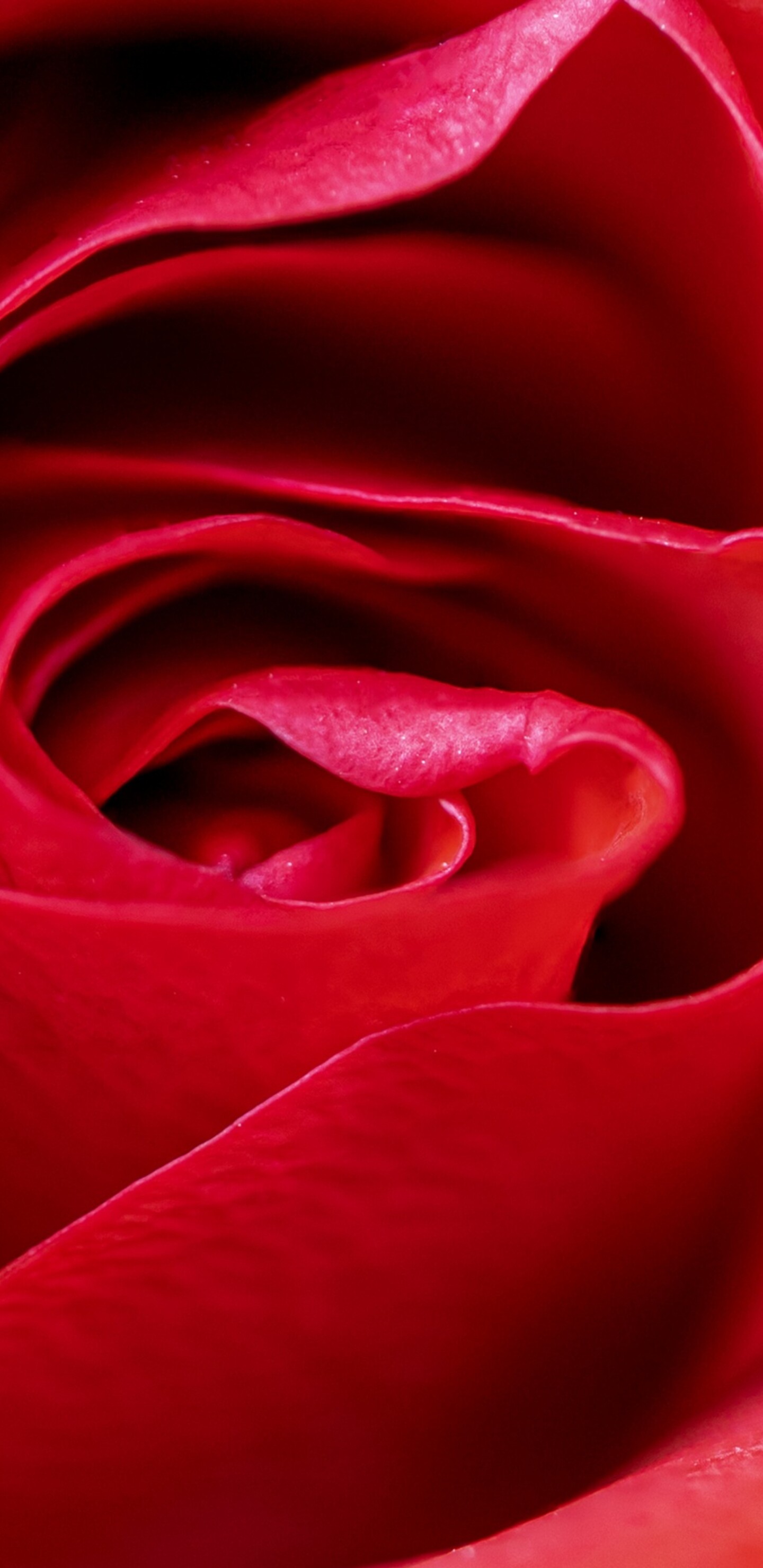 A high-detail macro close-up of a vibrant red rose blossom with velvety petals.