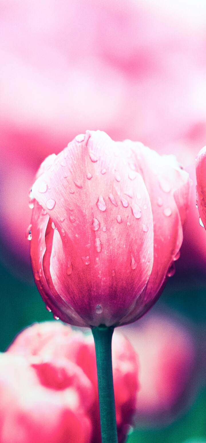 A close-up view of blooming red tulip flowers in a spring garden.