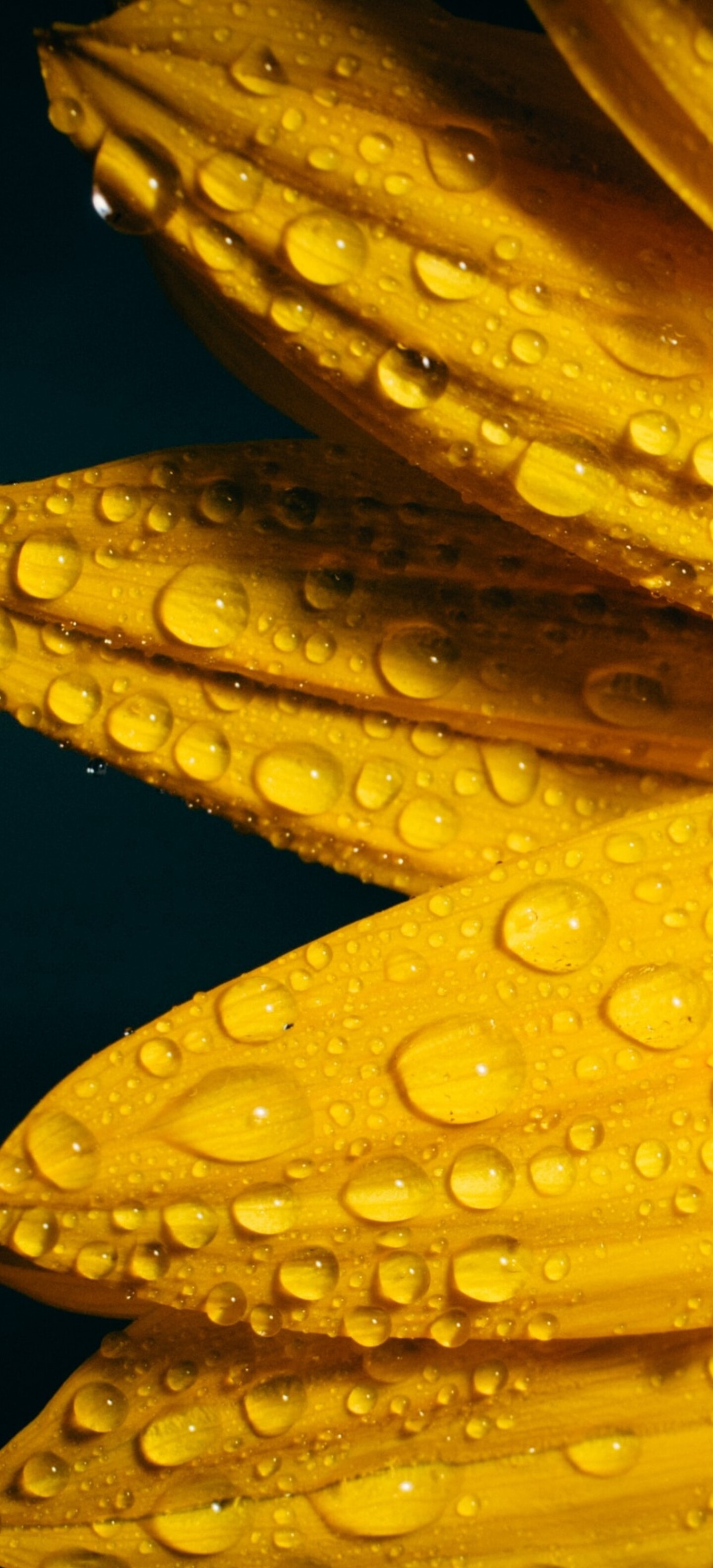 A macro shot of a yellow sunflower with glistening raindrops against a solid black background.
