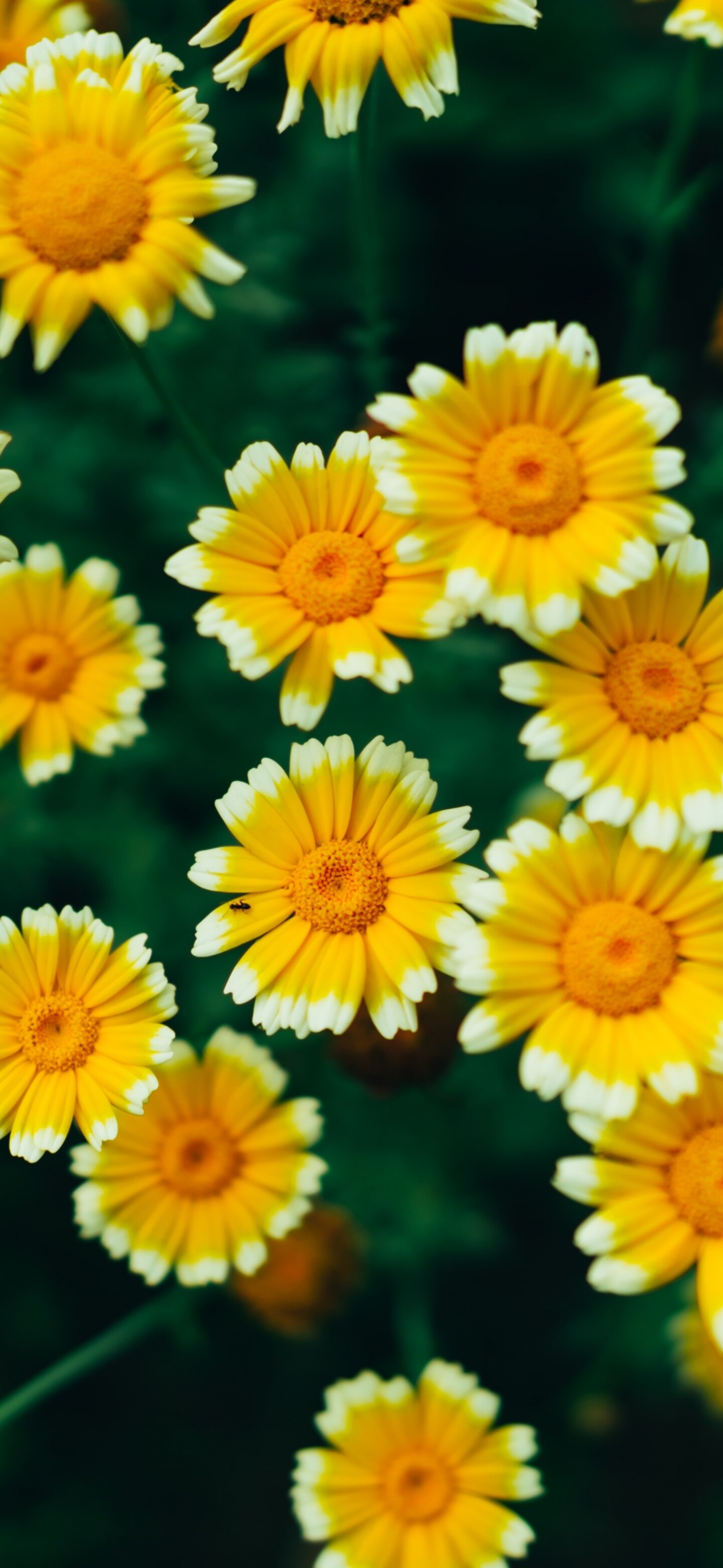 A macro view of bright yellow daisy flowers and blooming blossoms with visible pollen.