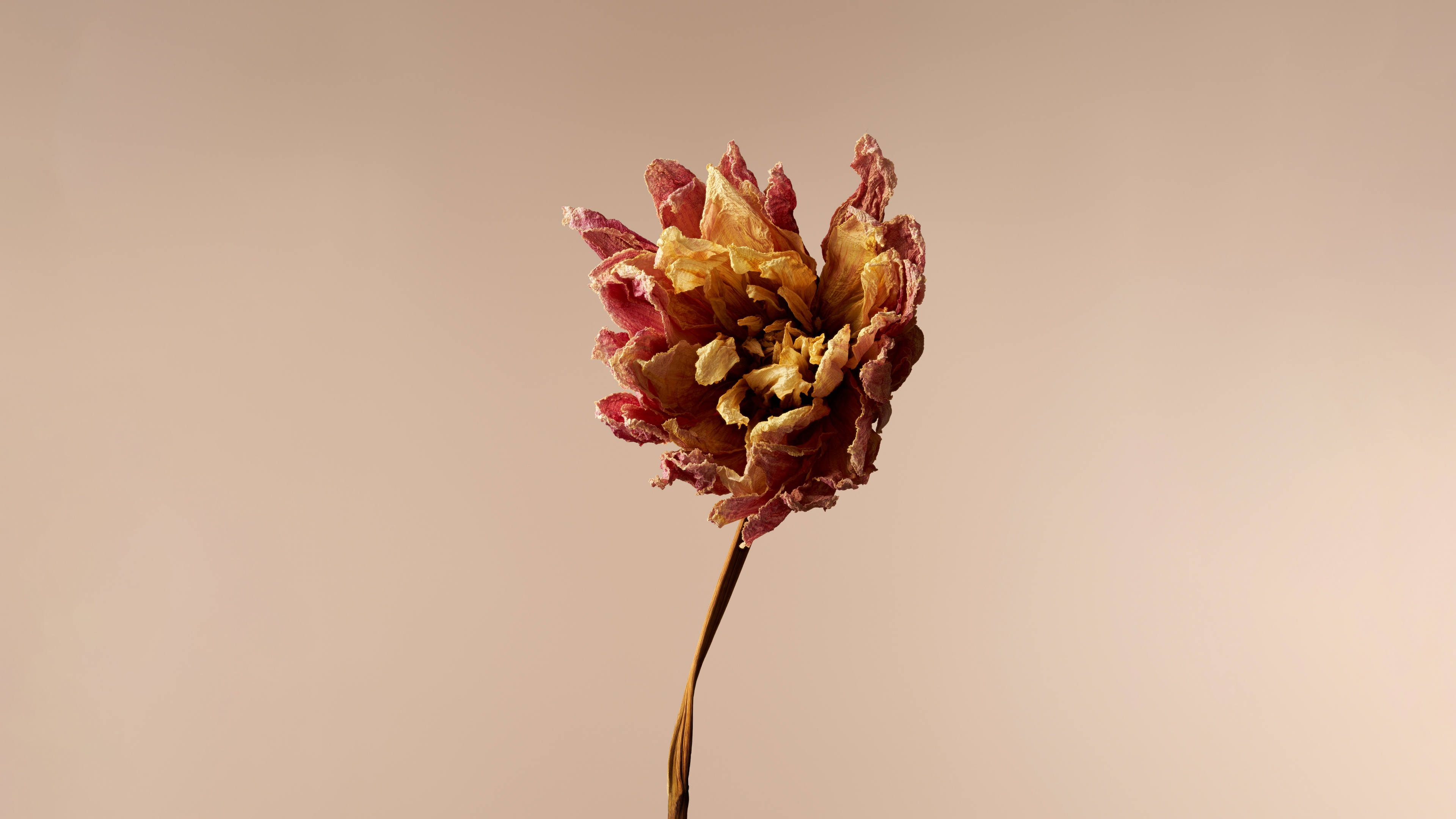 A close-up of a beige Dahlia flower in a minimalist style with soft lighting.