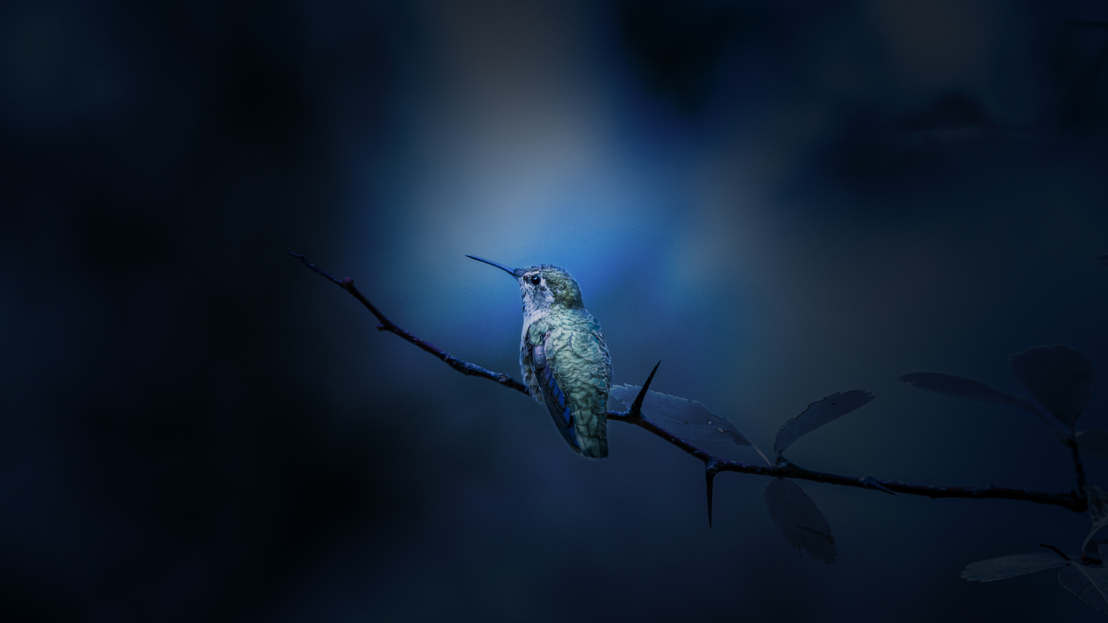 A close-up view of a hummingbird perched on a wooden branch with a soft, blurred blue bokeh background.