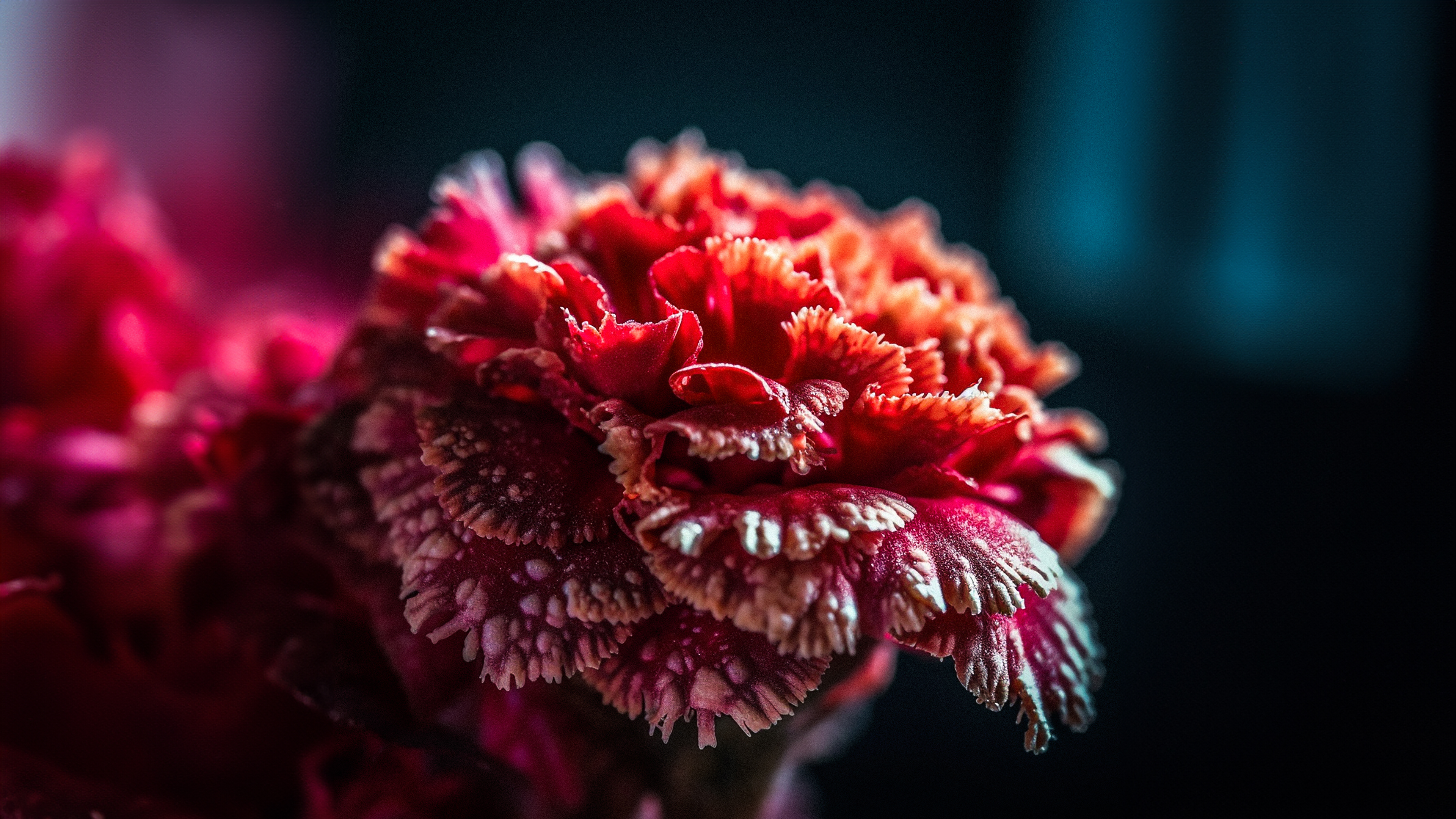 A close-up macro shot of a vibrant red carnation flower focusing on the detailed petal textures.