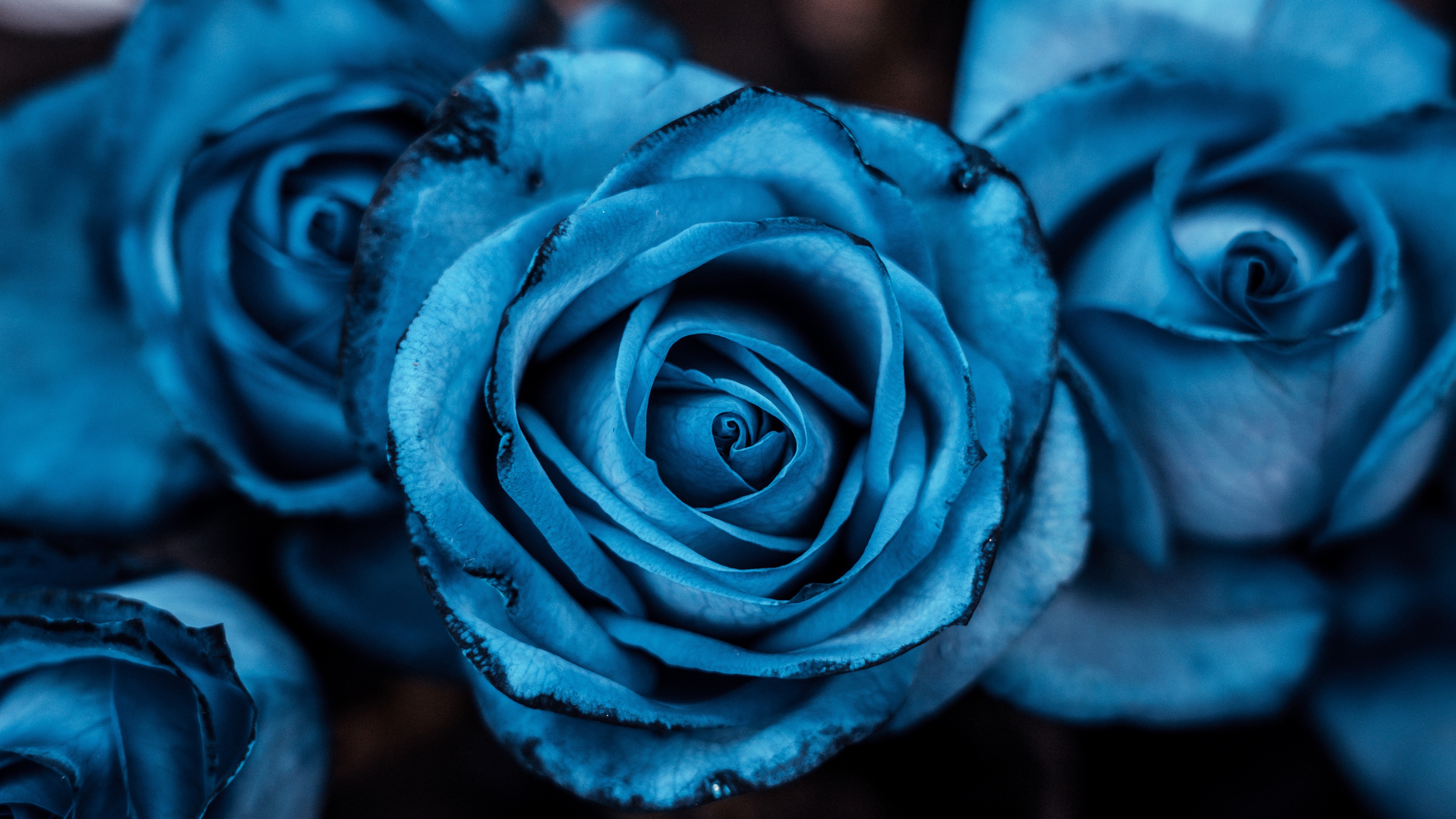 A beautiful close-up shot of blooming blue roses with a soft blue aesthetic.