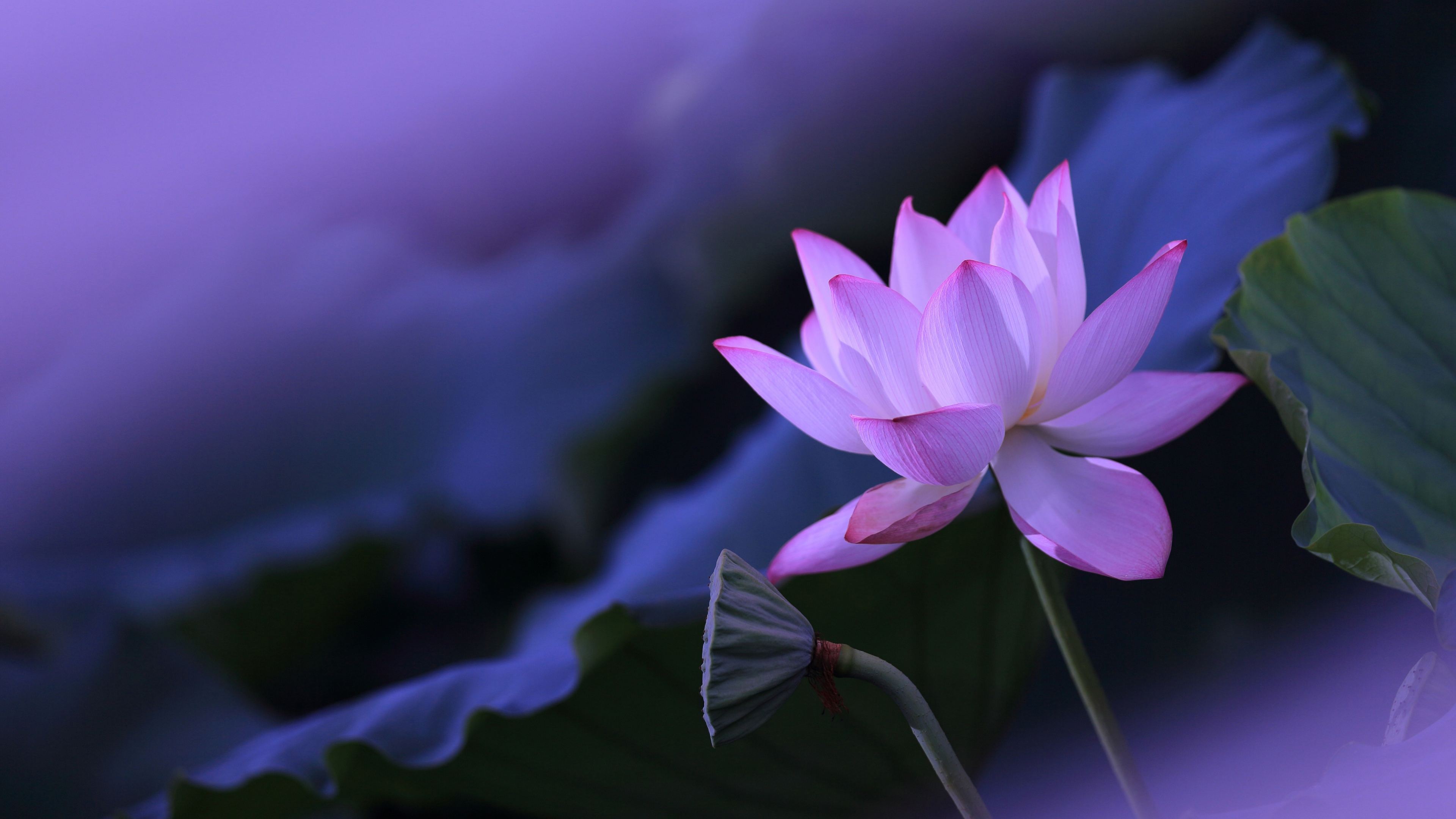 A close-up view of a vibrant purple lotus flower floating on a peaceful pond with a soft purple aesthetic.
