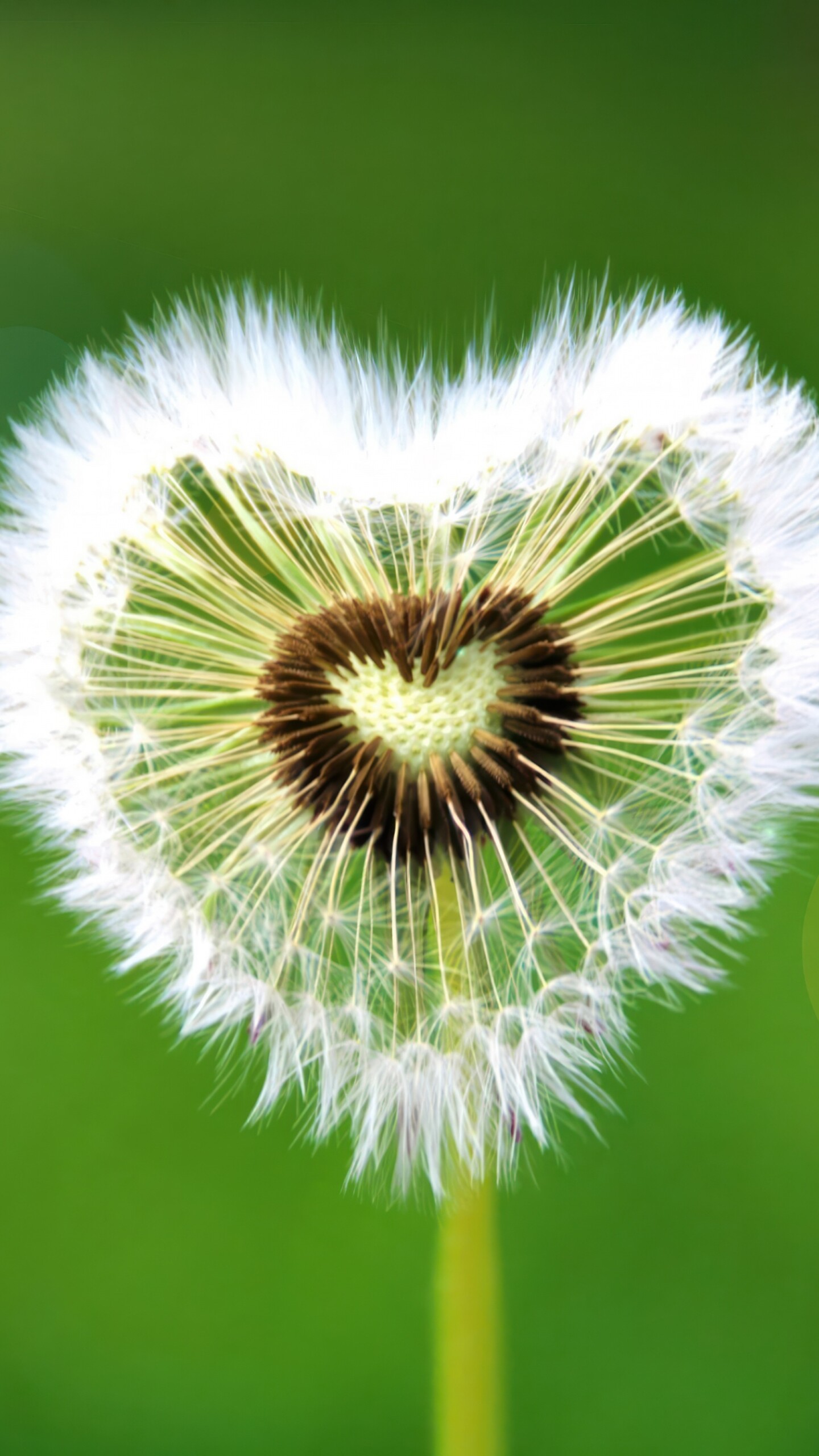 A heart-shaped dandelion flower with sunflare against a green natural background.