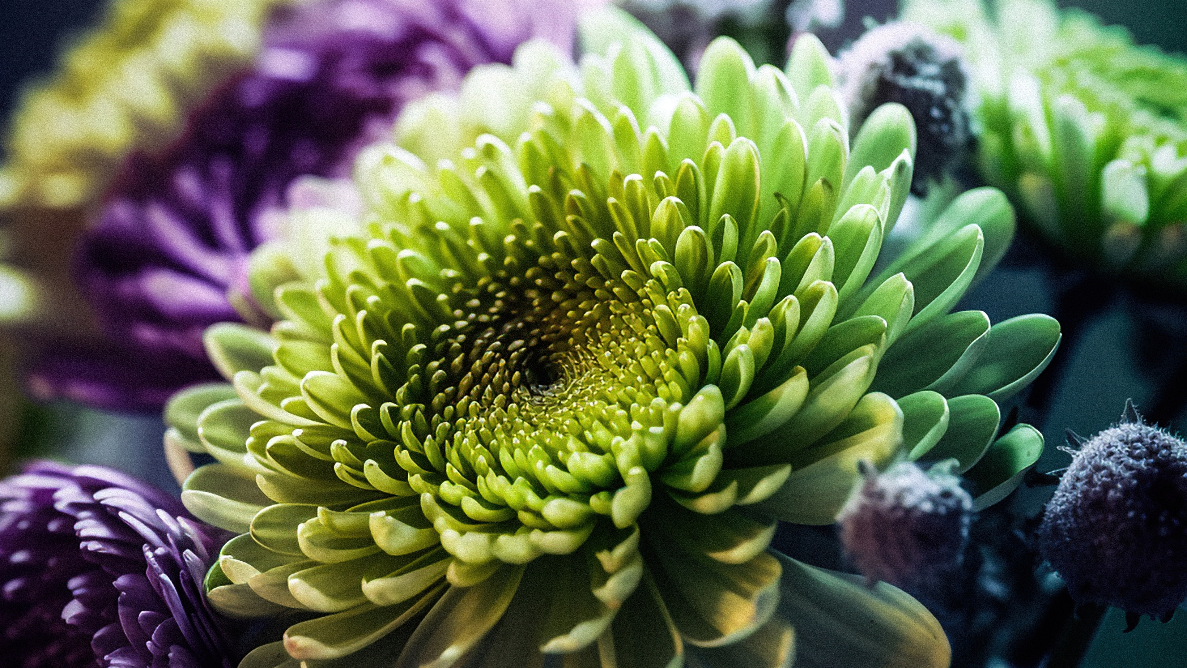 Macro photography of vibrant chrysanthemum petals with a soft floral bokeh background.