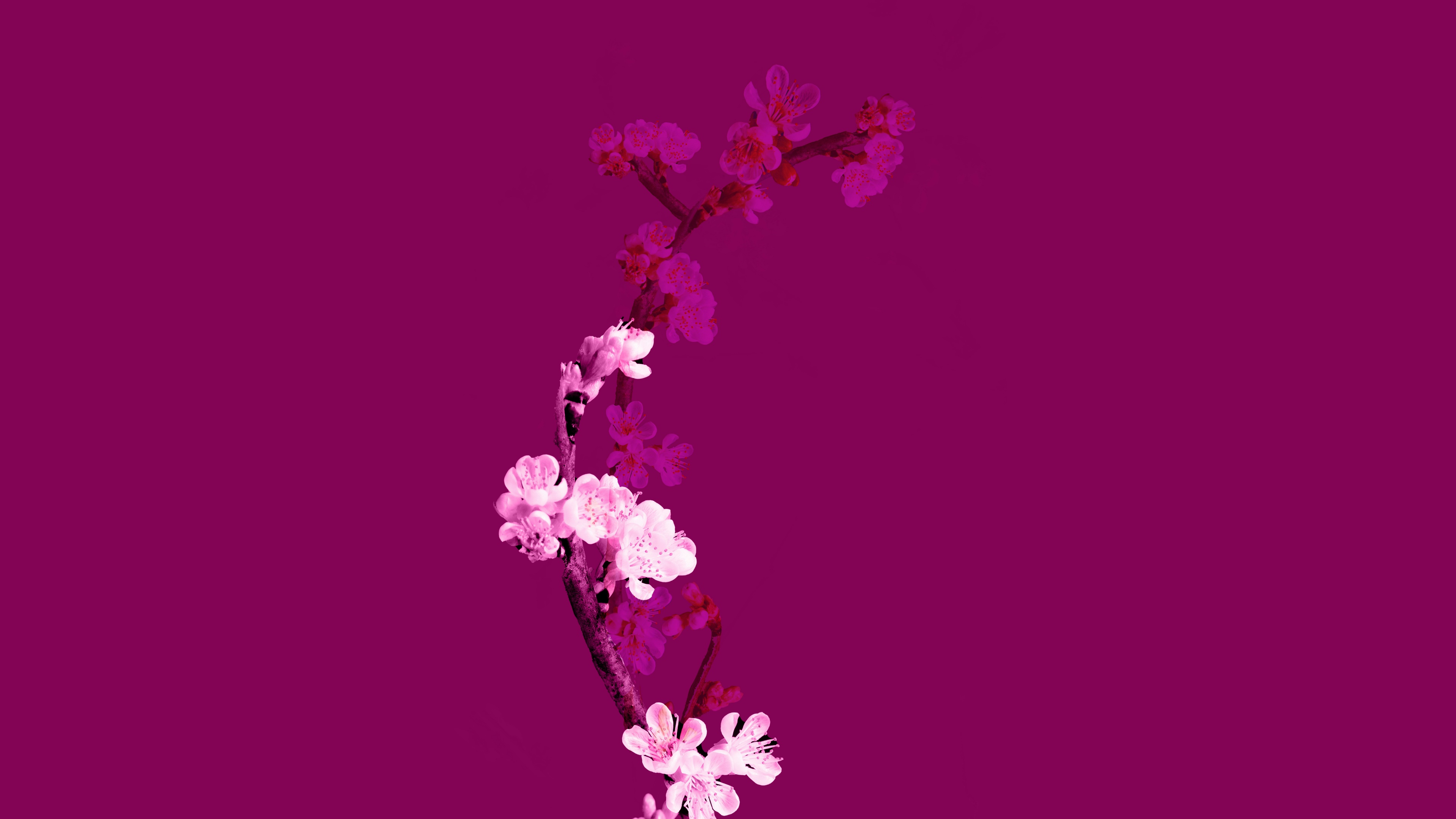 A minimalist arrangement of cherry blossom flowers in a soft purple aesthetic style.