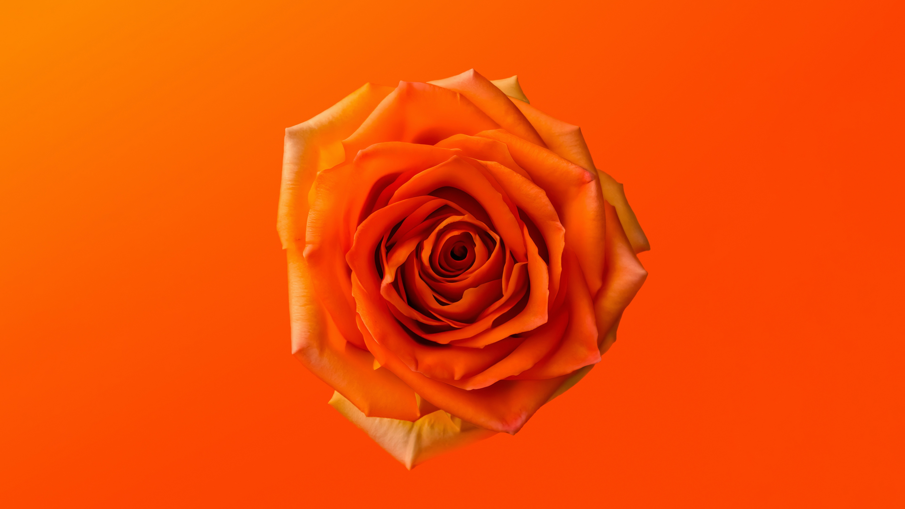 A vibrant close-up of an orange rose with a matching monochromatic orange background.