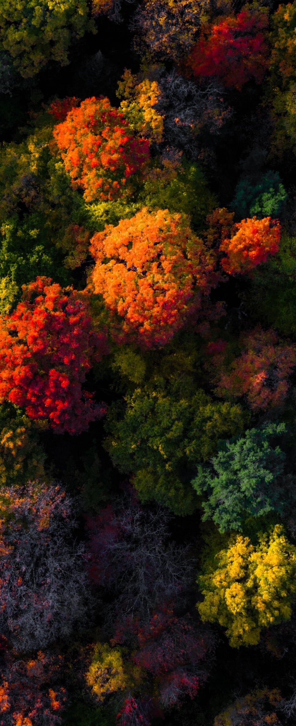 Aerial view of a vibrant autumn forest with colorful red and orange foliage.