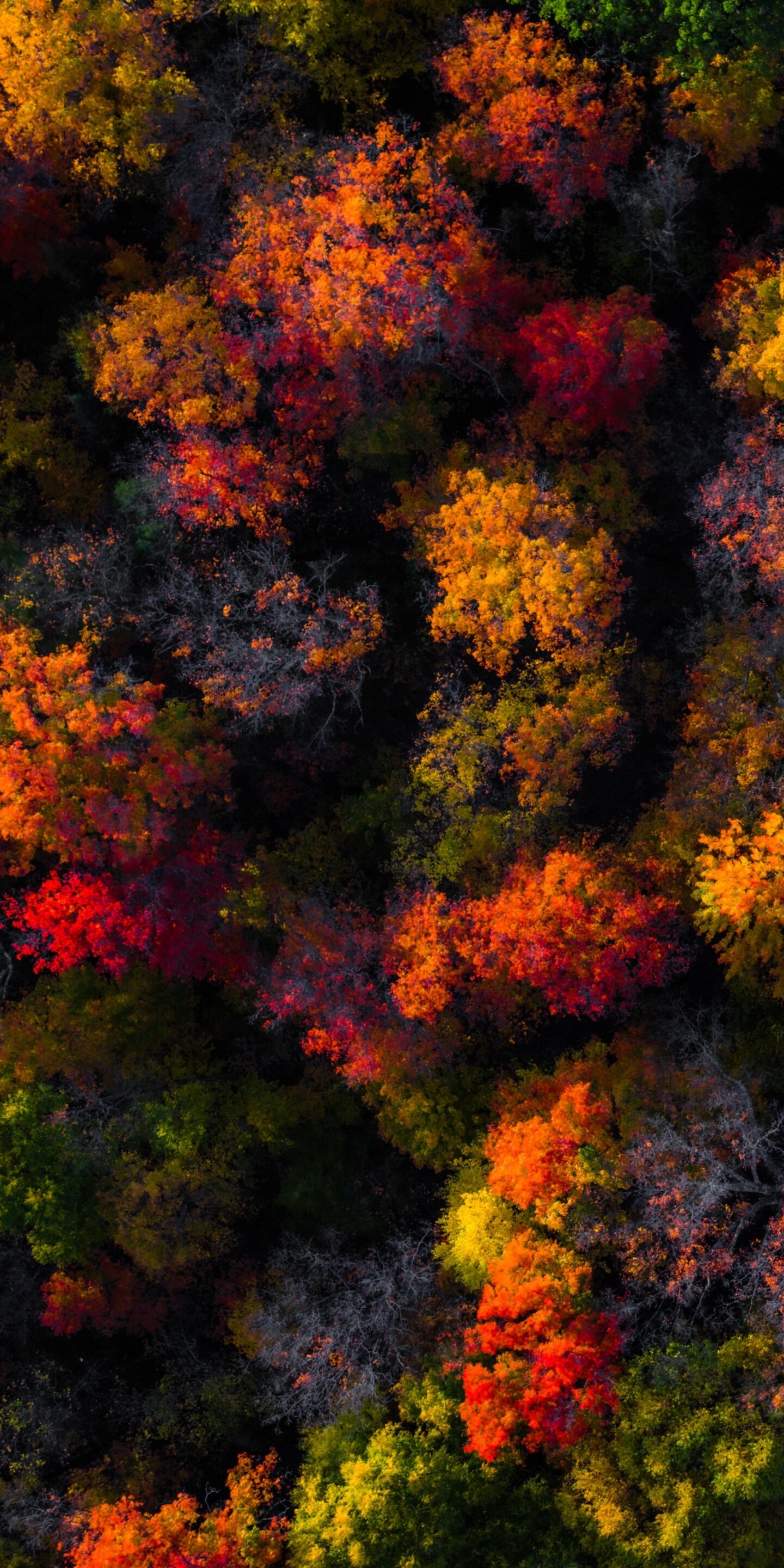 A high-angle aerial view of a dense forest displaying vibrant autumn colors, including shades of red, orange, and yellow foliage.