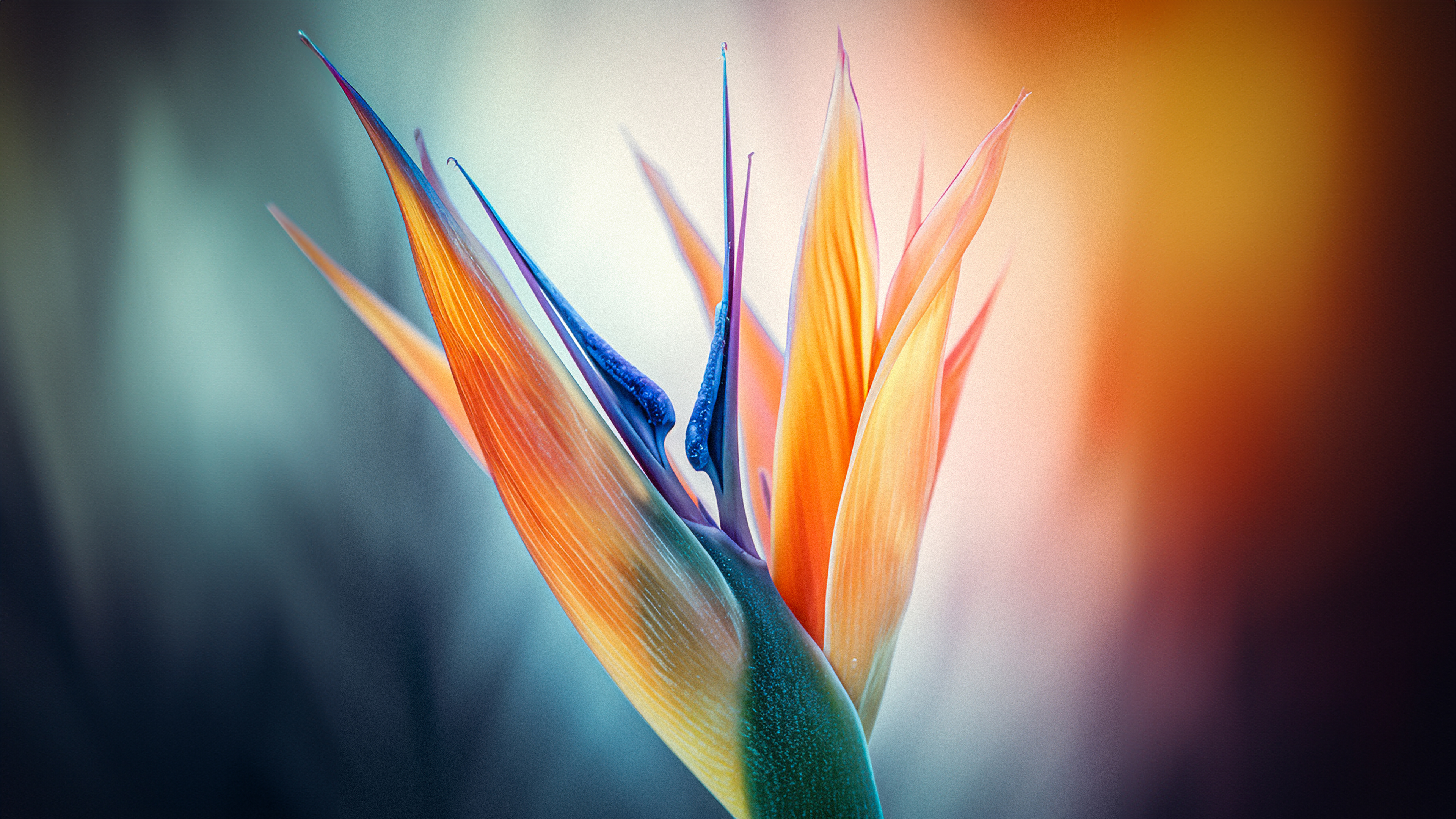 Macro shot of a vibrant Bird of Paradise flower with a soft bokeh background.