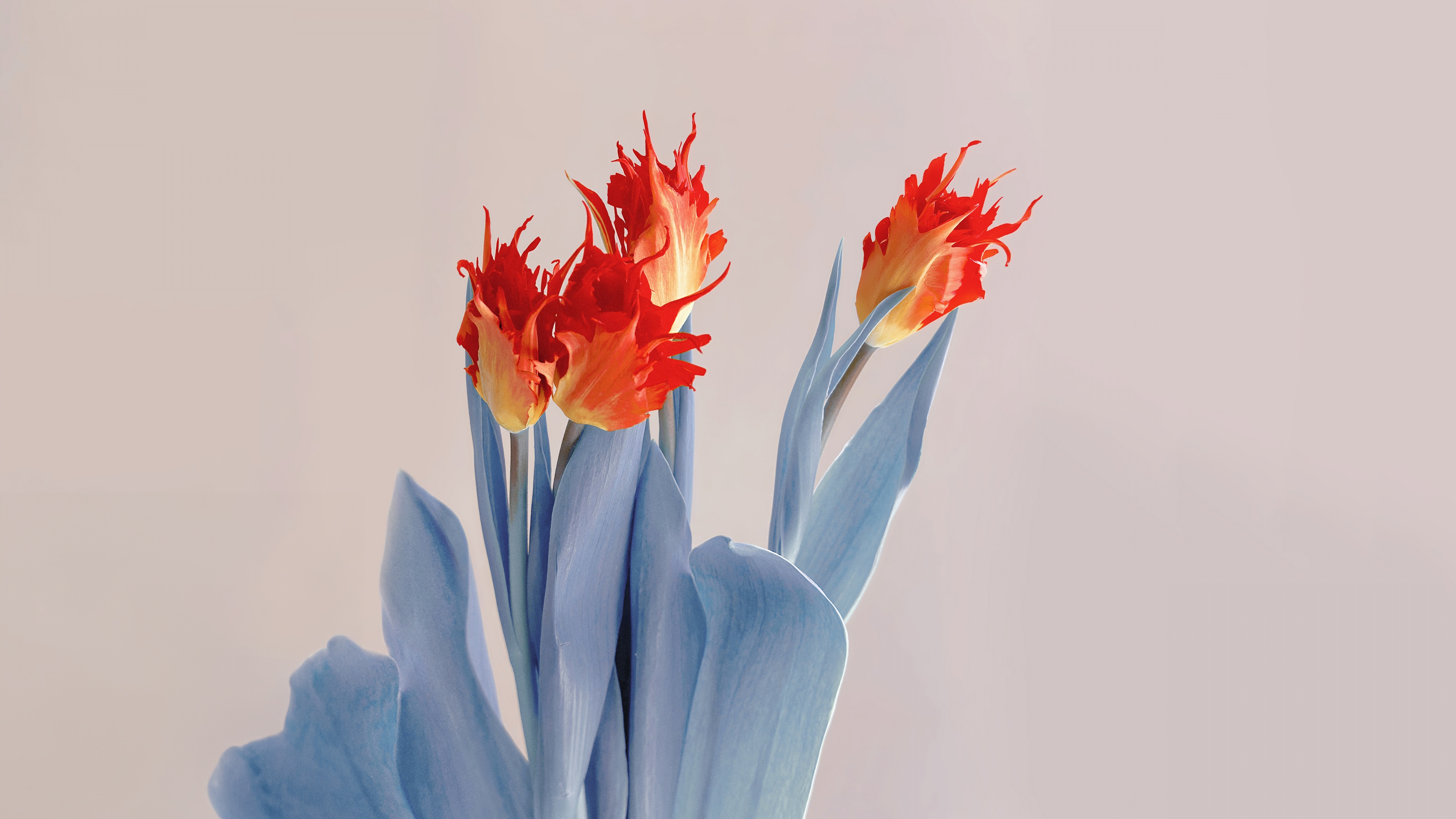 A close-up, high-resolution shot of beautiful red flowers with soft, aesthetic lighting.