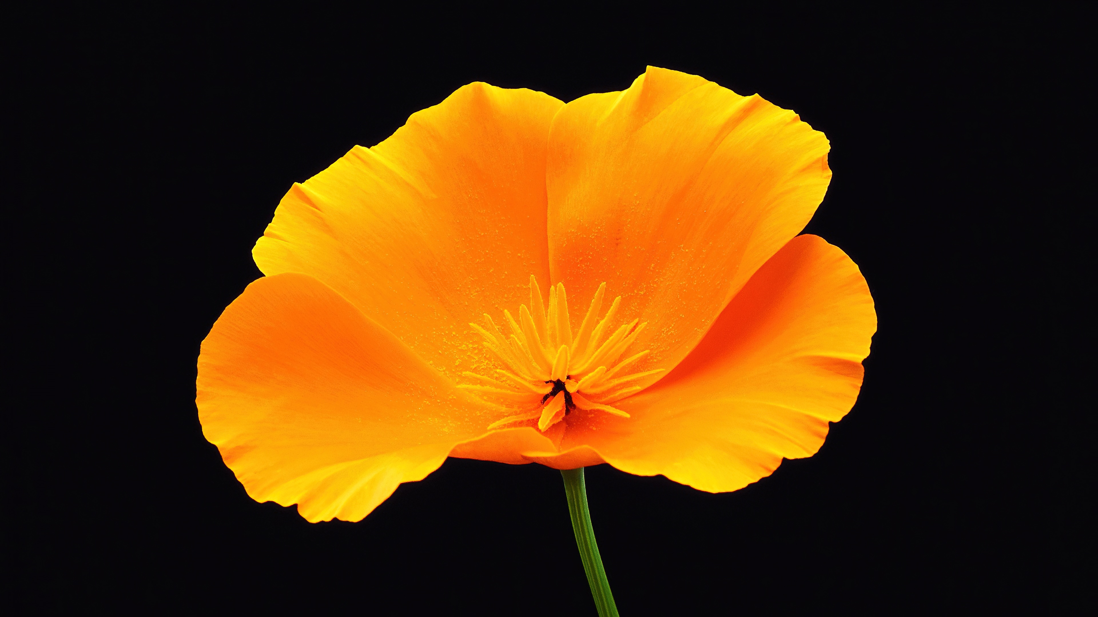 A close-up shot of vibrant yellow poppy blossoms centered on a solid black background.