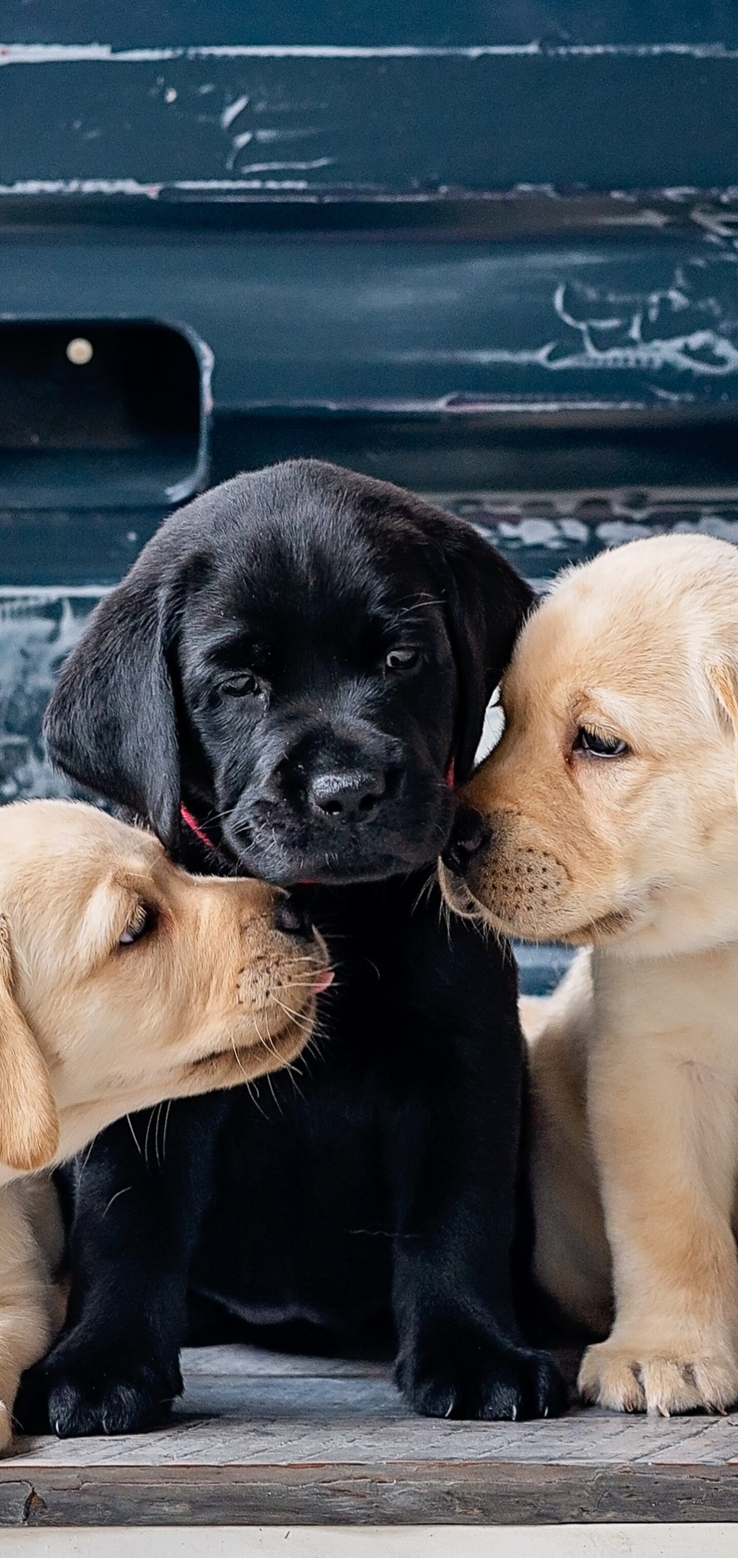 A close-up, high-detail view of a group of cute and fluffy puppies sitting together.