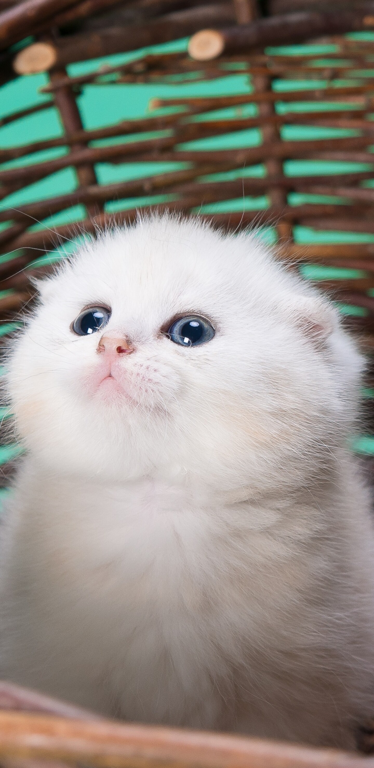 A fluffy white kitten and a small puppy sitting together inside a basket against a blue background.