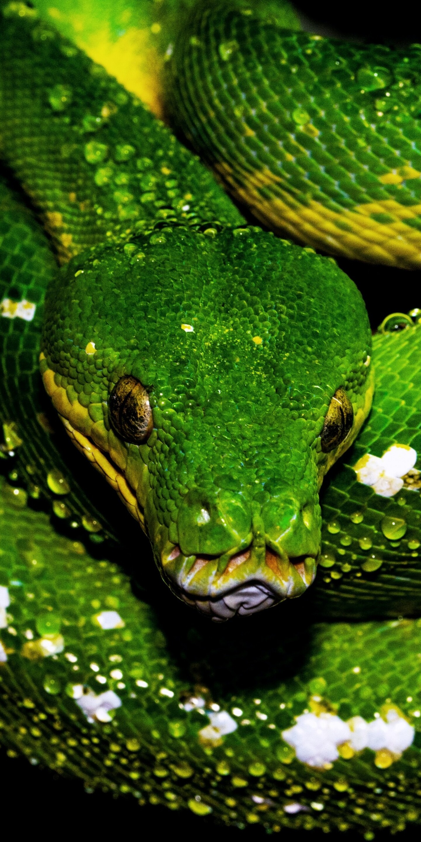 Close-up shot of a green python with glistening water drops on its scales against a dark, moody background.