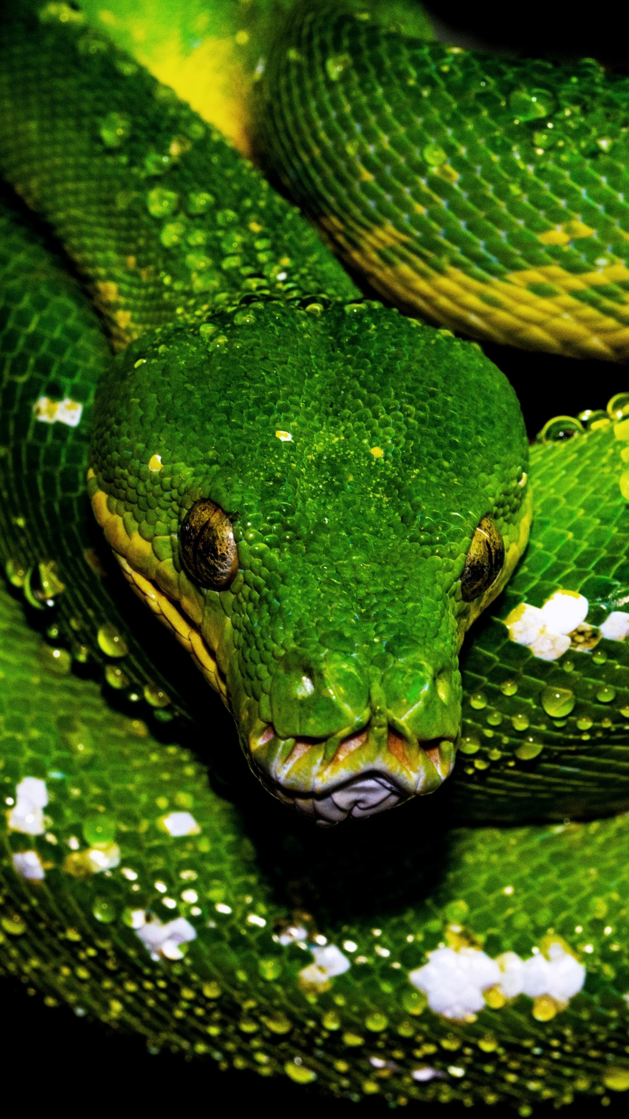 Close-up shot of a green python with glistening water drops on its scales against a dark, moody background.
