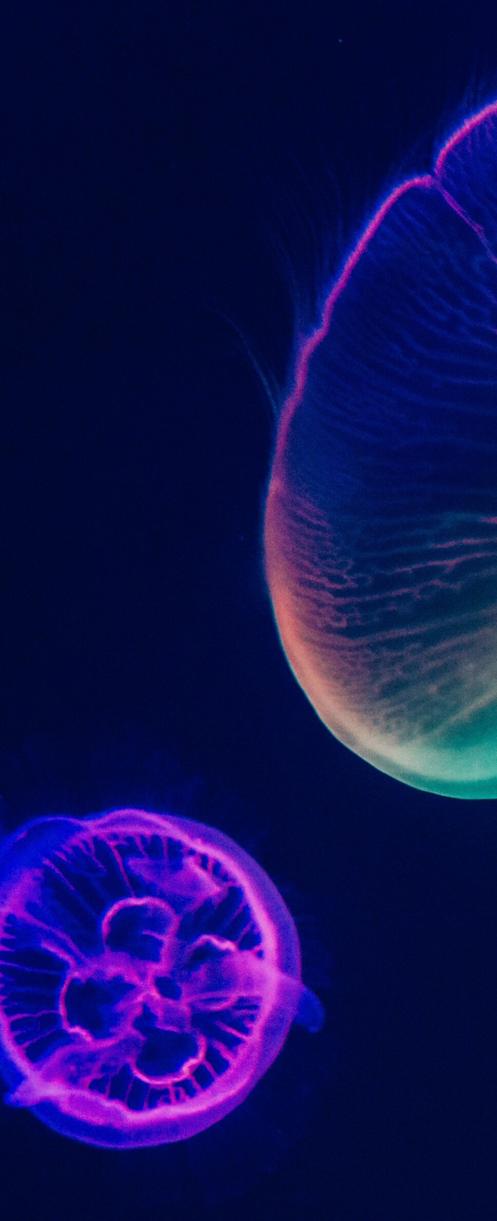Vibrant purple and multicolored bioluminescent jellyfish glowing in a dark underwater environment.