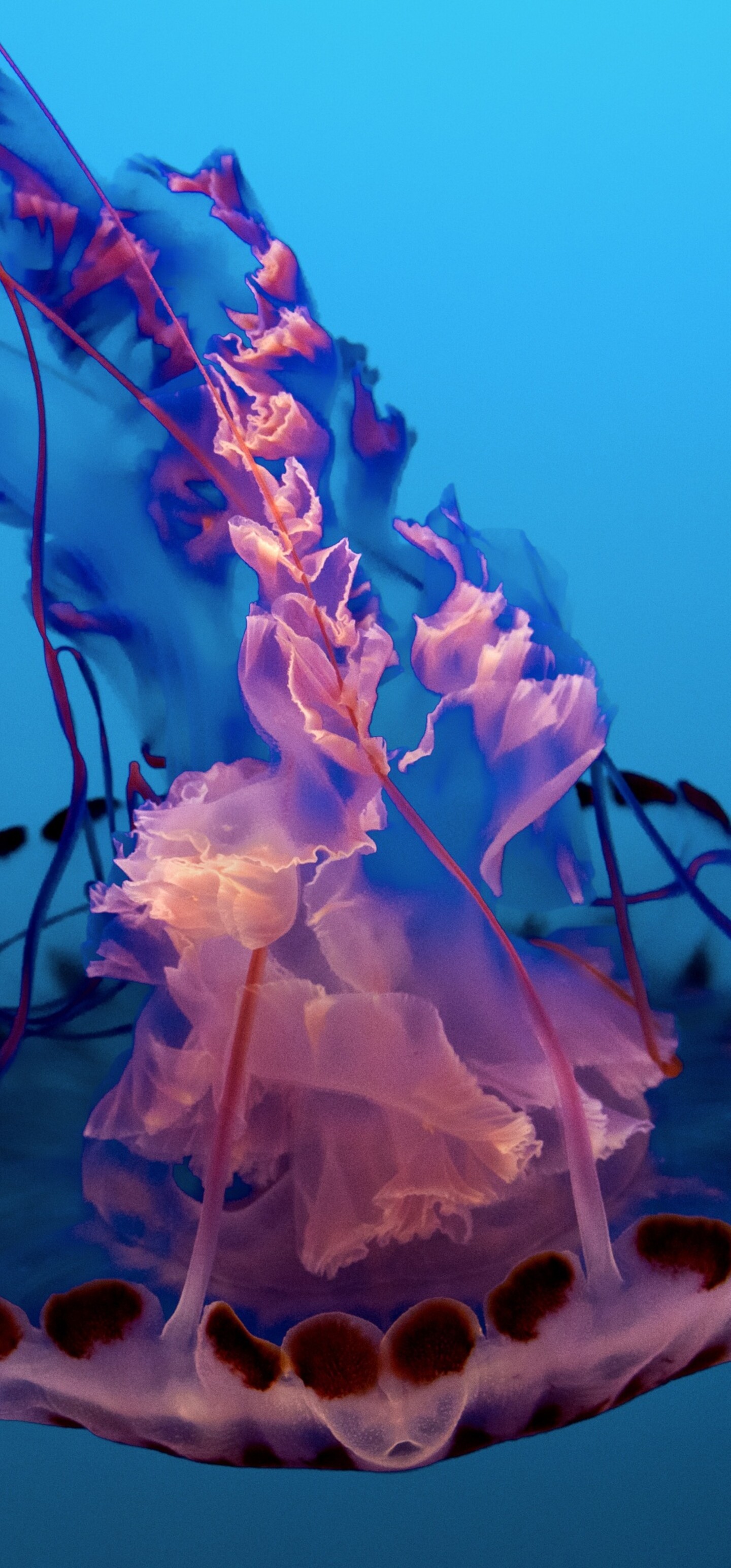 A glowing pink jellyfish floating in deep blue underwater scenery.