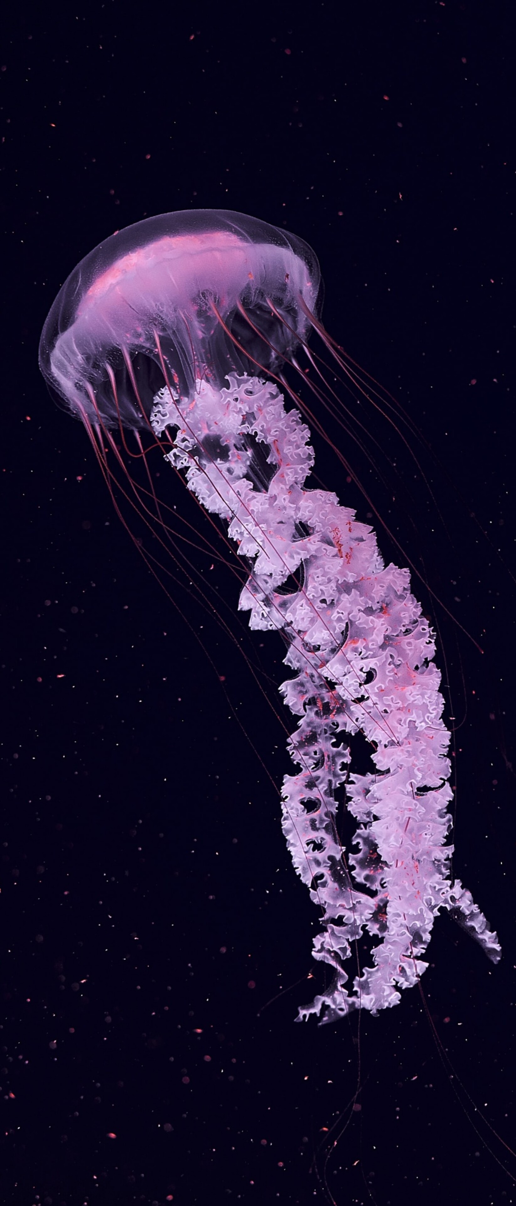 A vibrant pink jellyfish with glowing tentacles floating in a dark, underwater sea life environment.