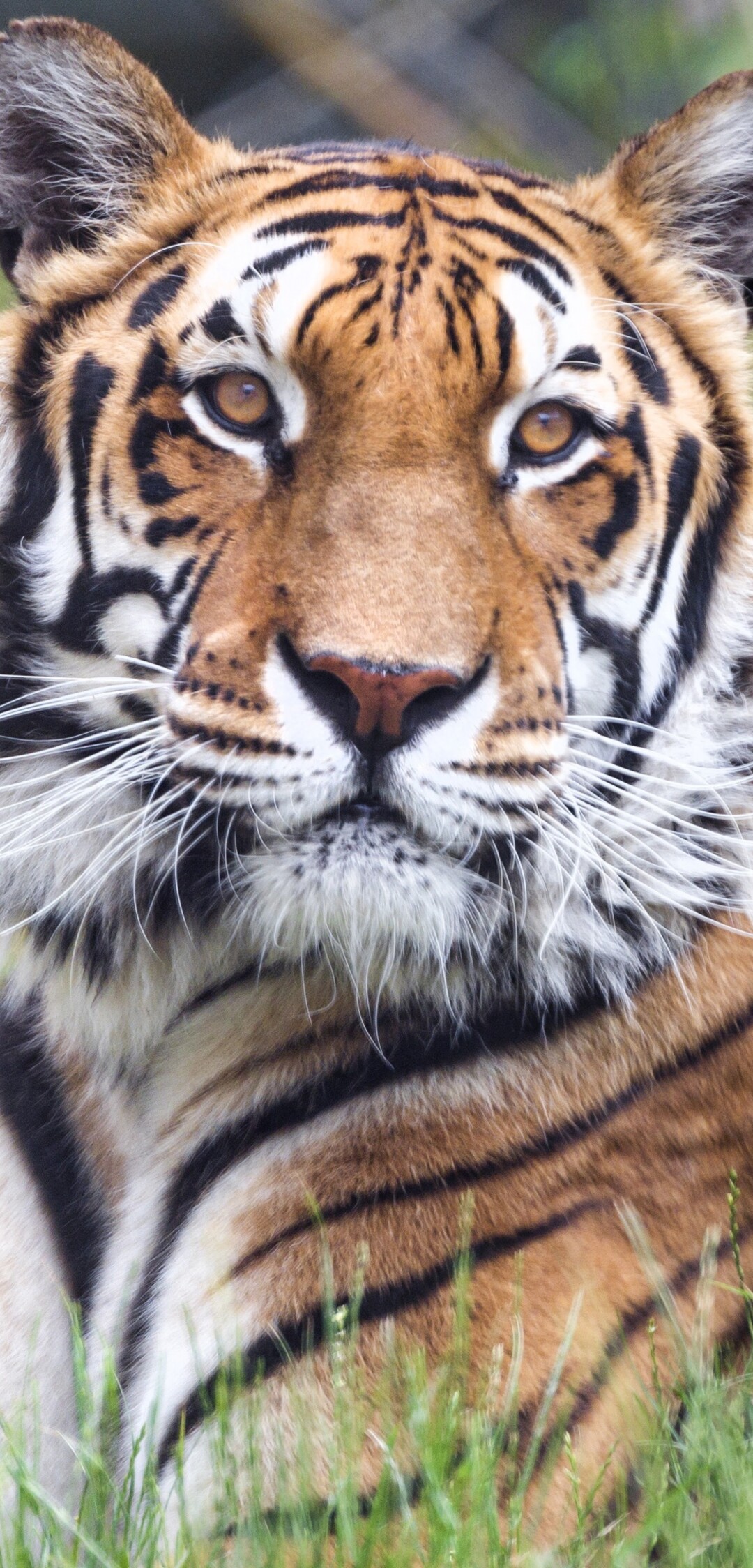 A detailed close-up shot of a Bengal Tiger's face amidst vibrant green grass.