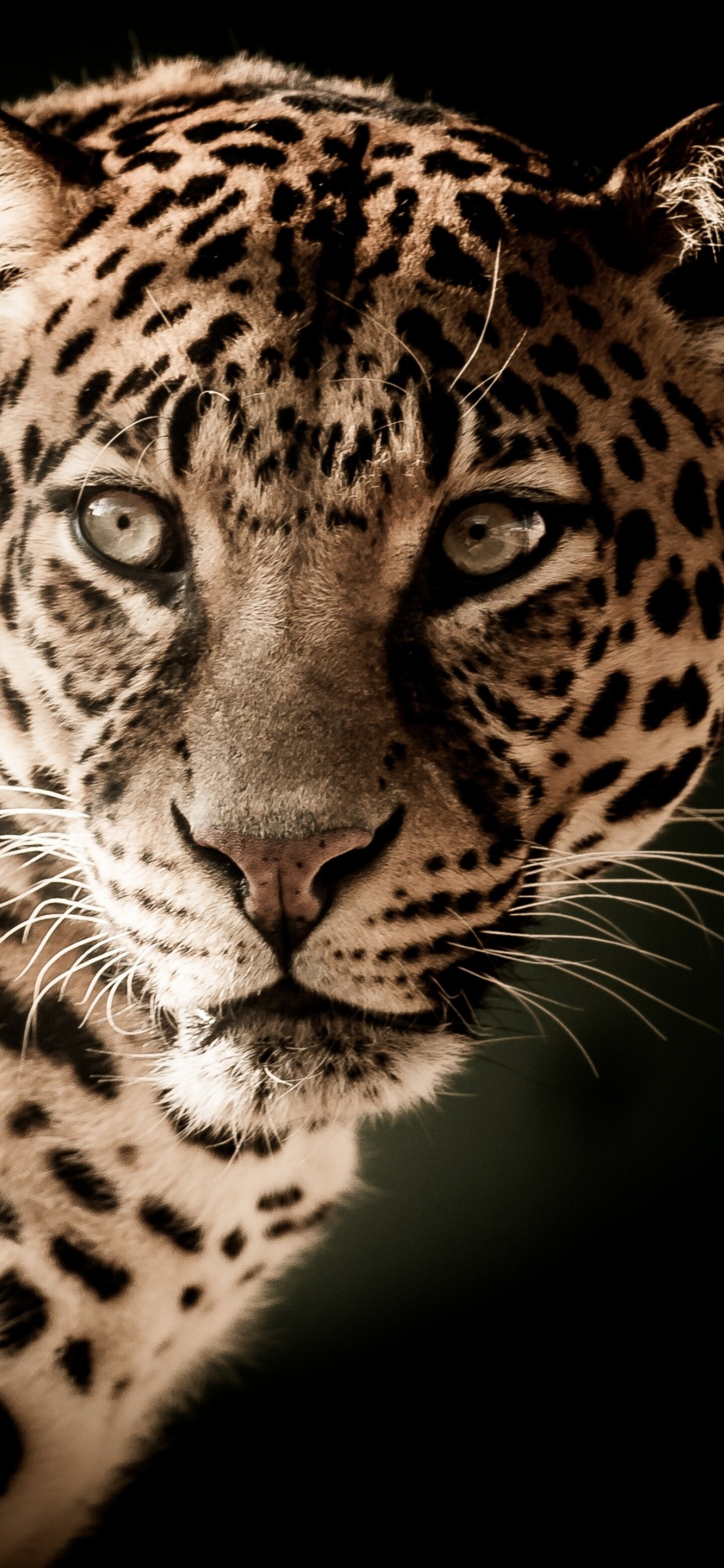 A detailed close-up shot of a leopard's face featuring intense eyes and spotted fur against a solid black background.