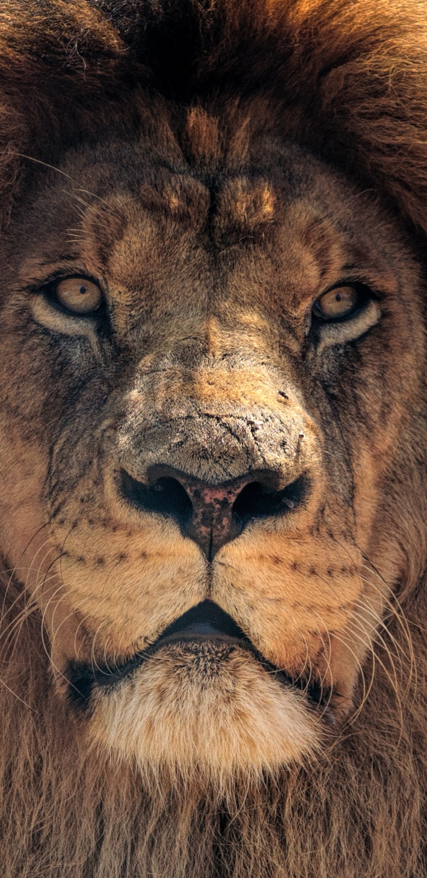 A detailed close-up shot of an African lion's face highlighting its intense eyes and thick mane.