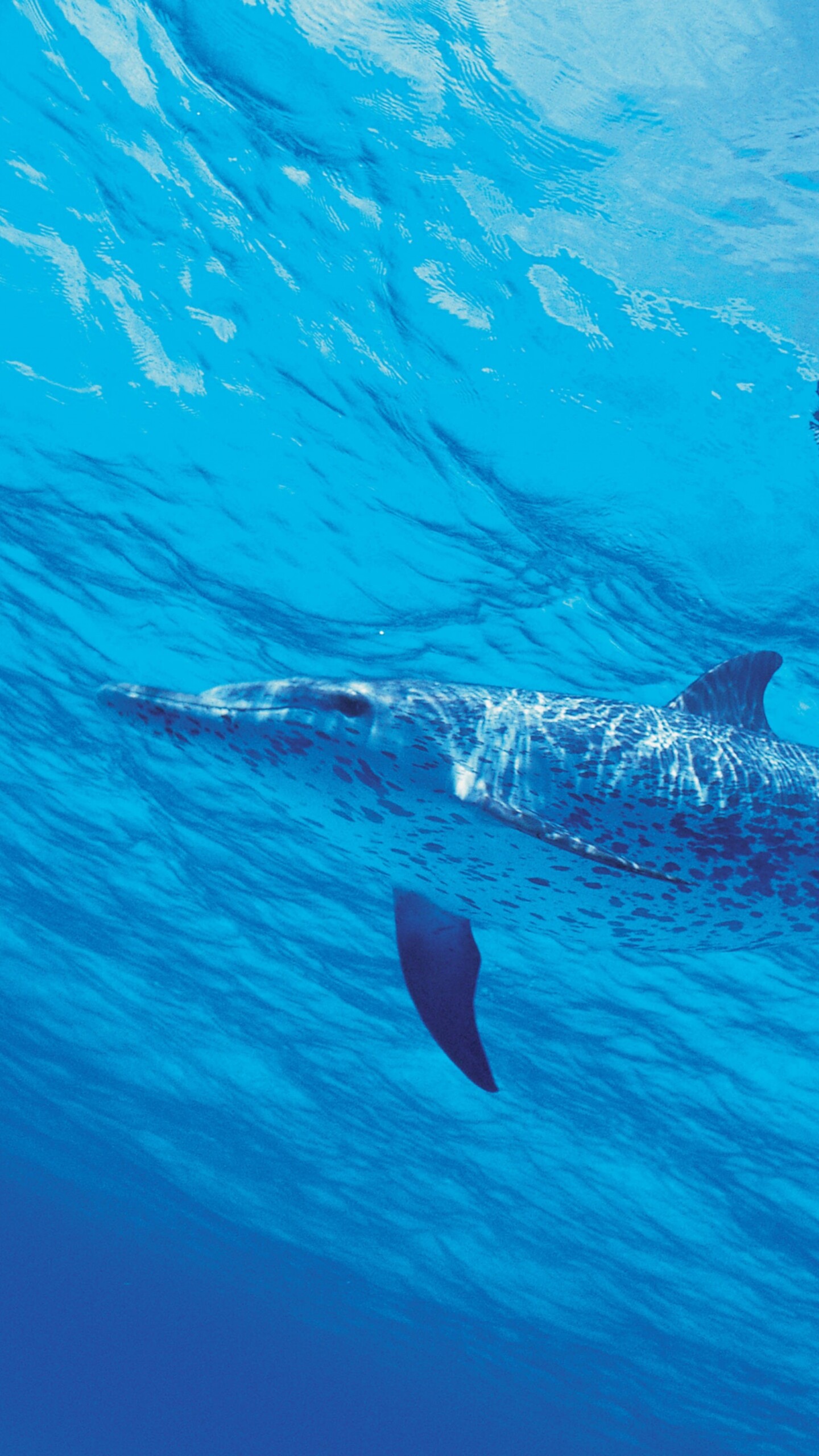 Dolphins swimming through vibrant aqua blue underwater scenery