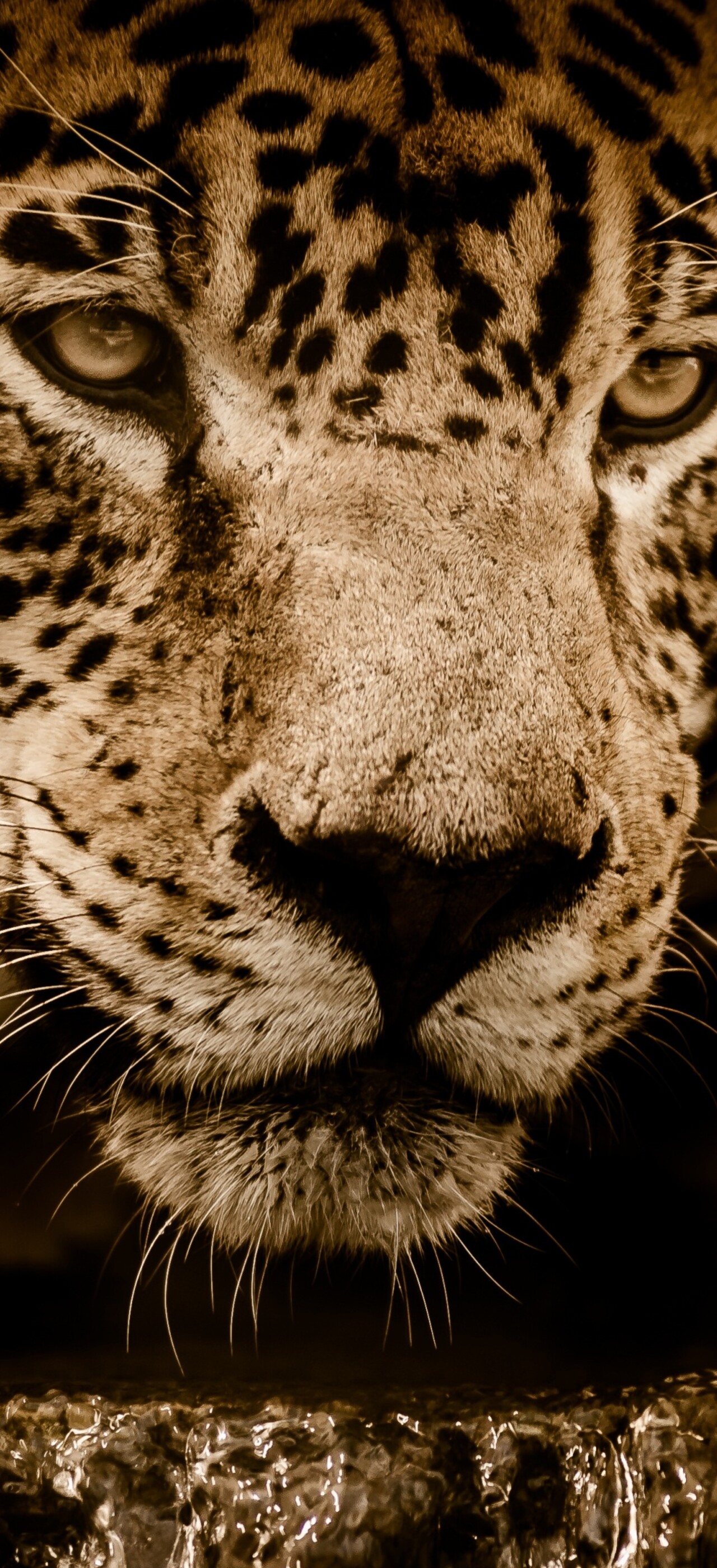 A detailed close-up portrait of a jaguar with striking eyes, isolated against a solid black background.