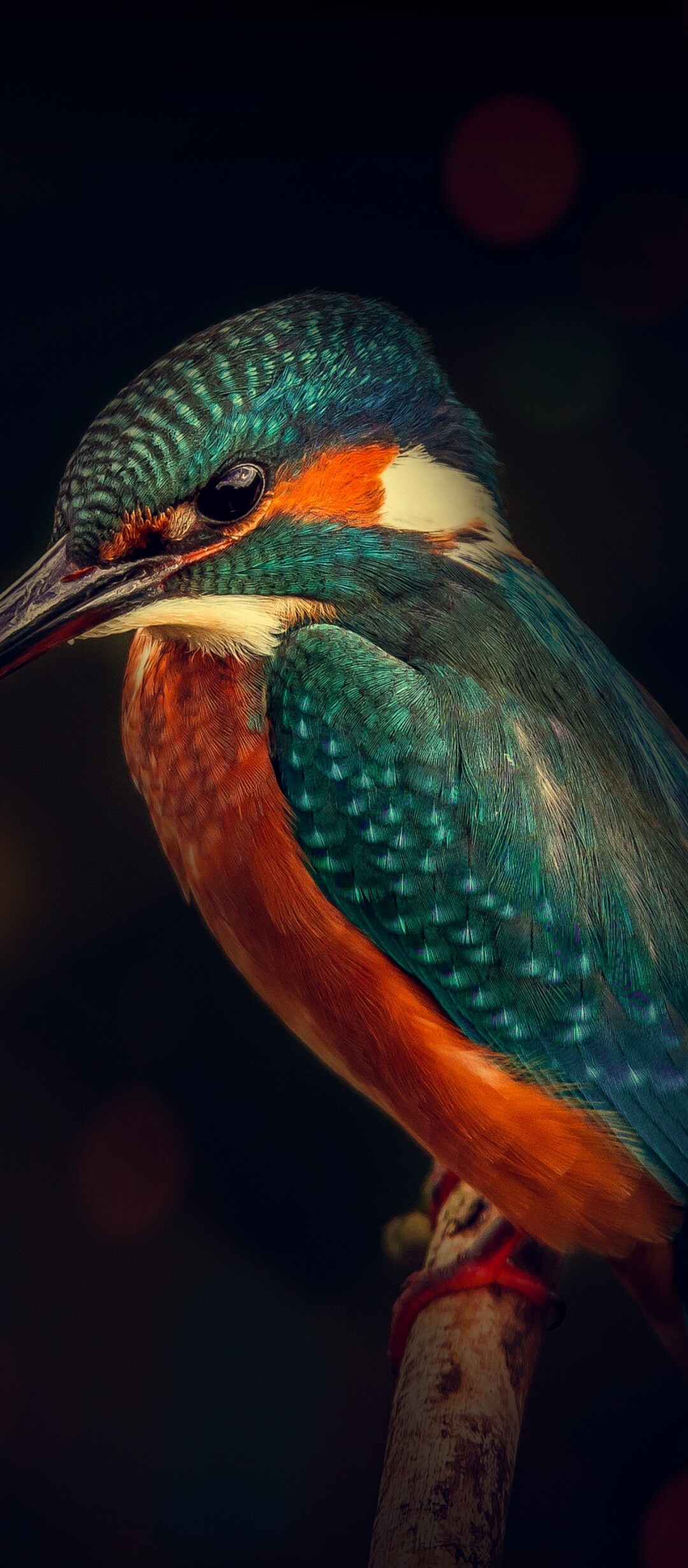 A detailed close-up of a colorful Kingfisher bird sitting on a tree branch with a dark, out-of-focus background.