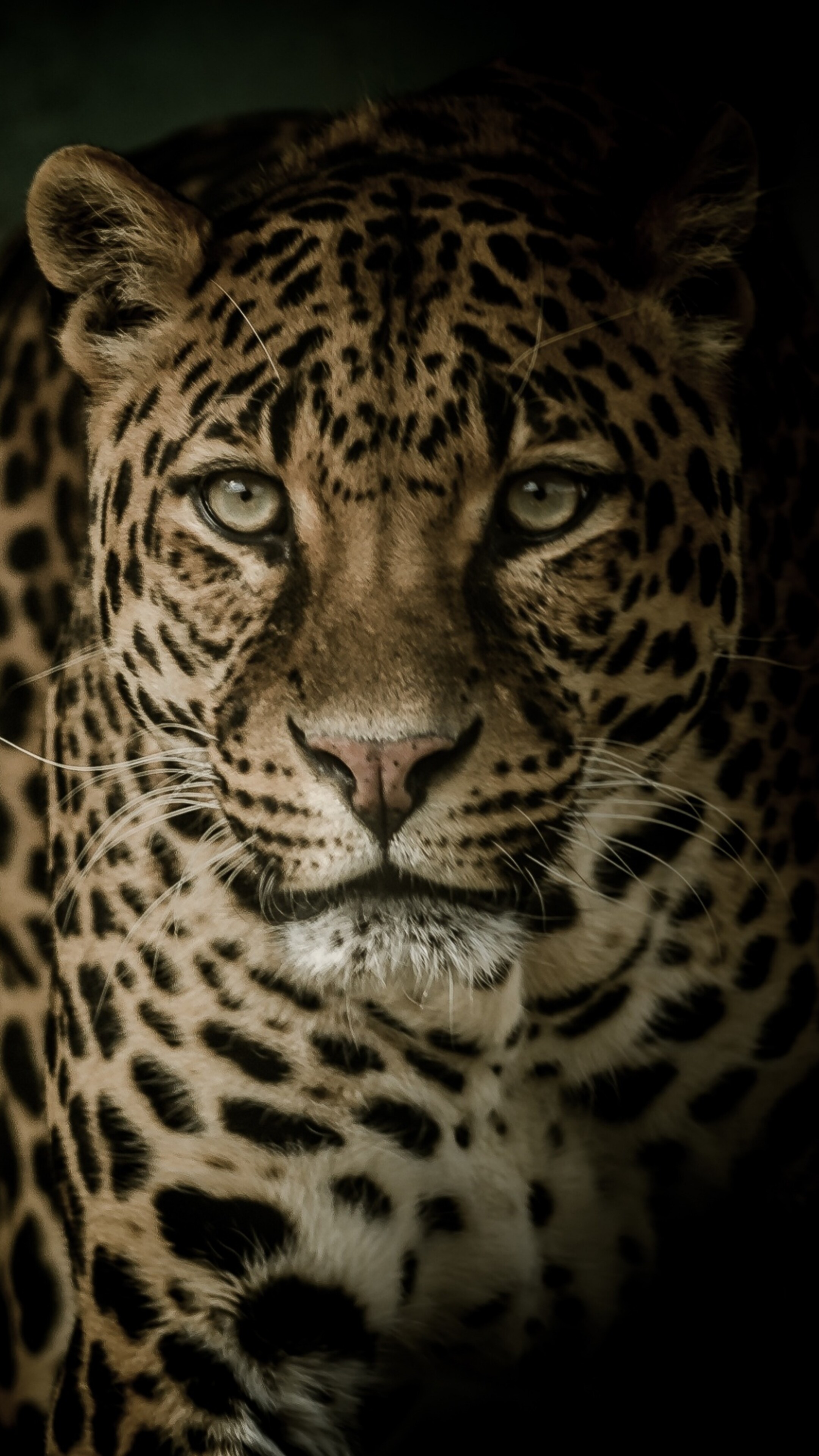 animal sauvage fonds d'écran 4k, 2k et full hd