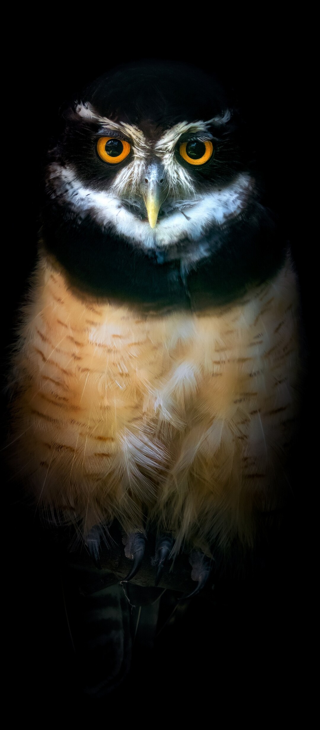 A detailed close-up of an owl's face with sharp feathers and bright eyes against a solid black background.