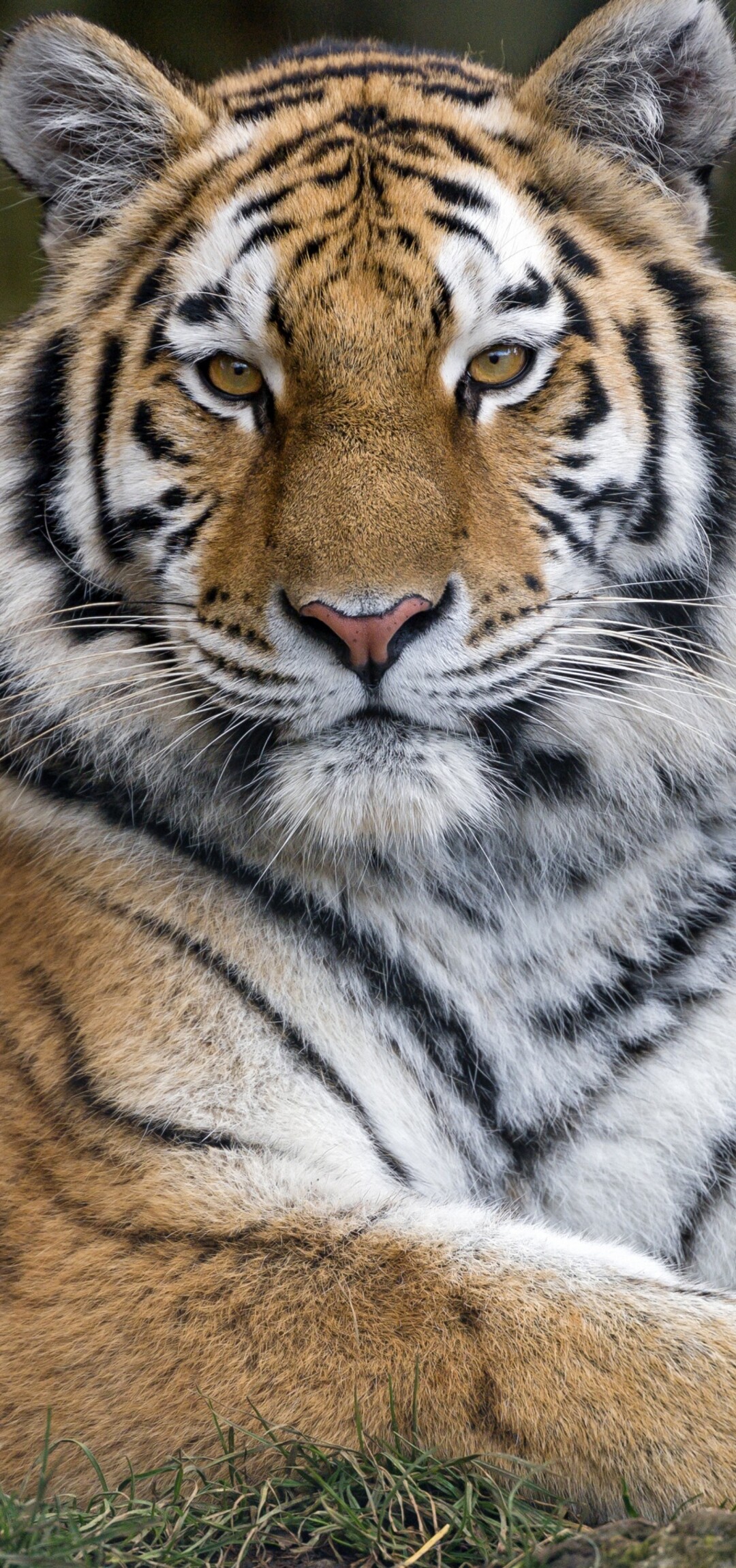 A large Siberian tigress lying calmly among green trees in a naturalistic habitat.