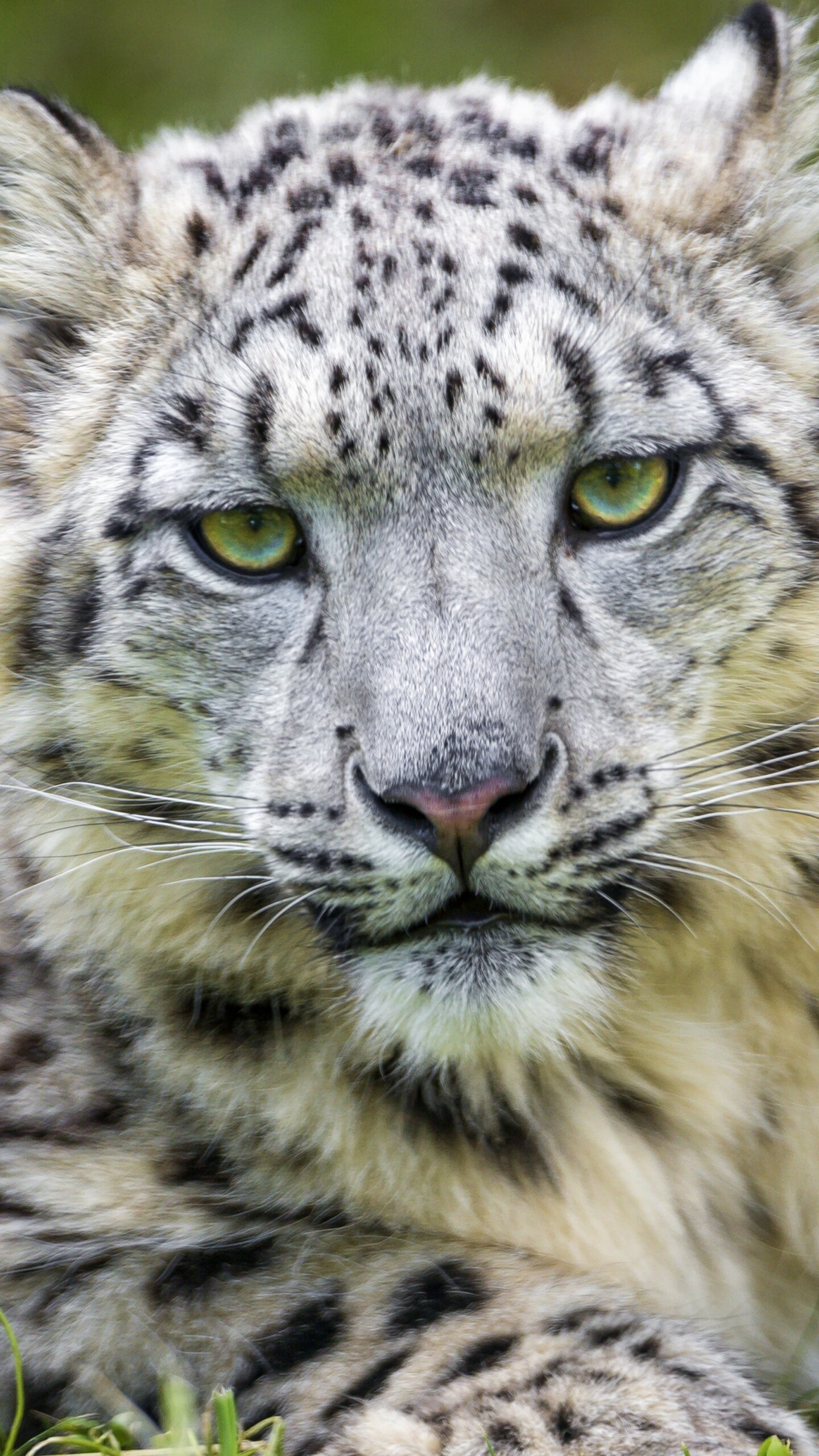 A close-up shot of a white snow leopard staring intensely from within lush green grass.