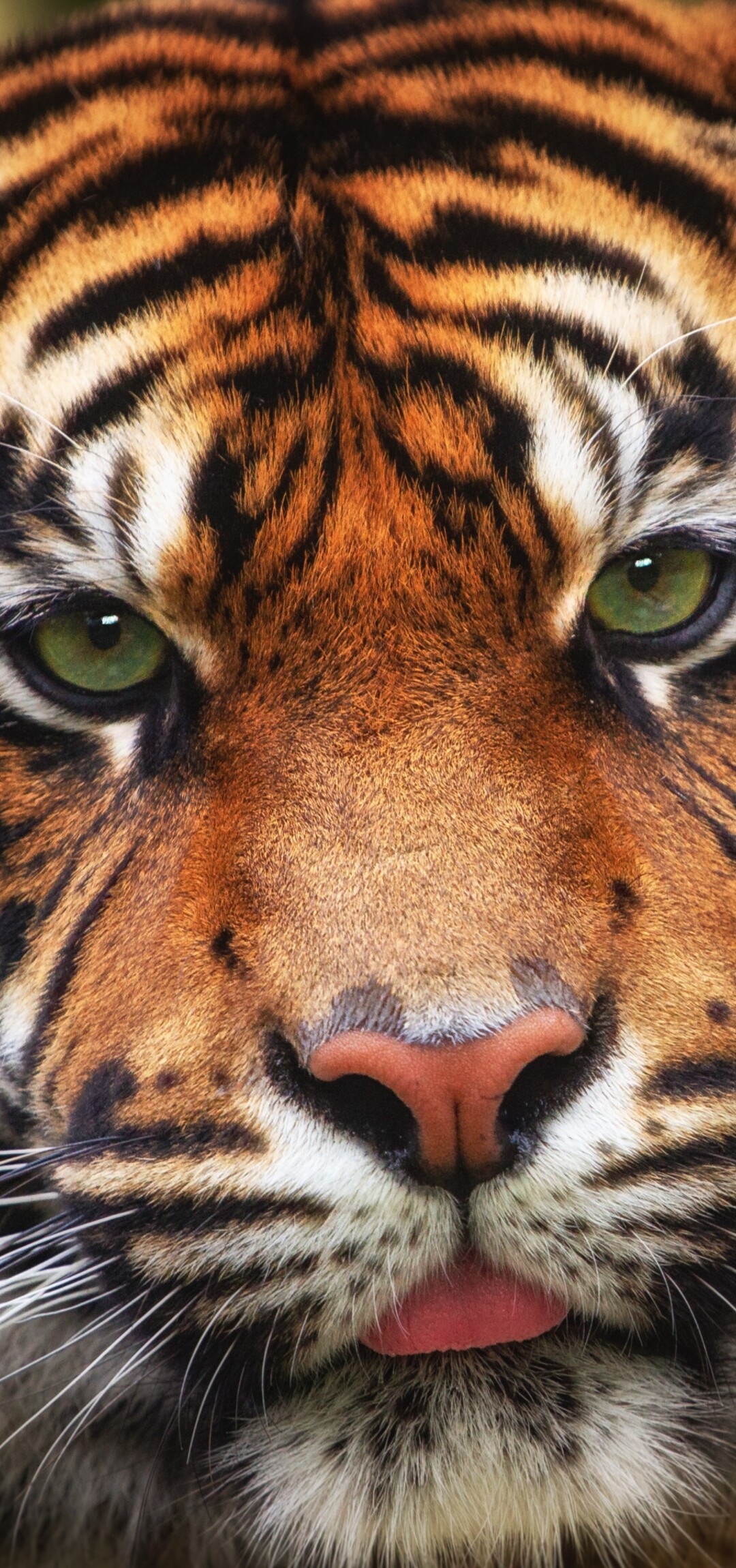A detailed close-up portrait of a tiger's face, highlighting its piercing eyes and unique stripe patterns.