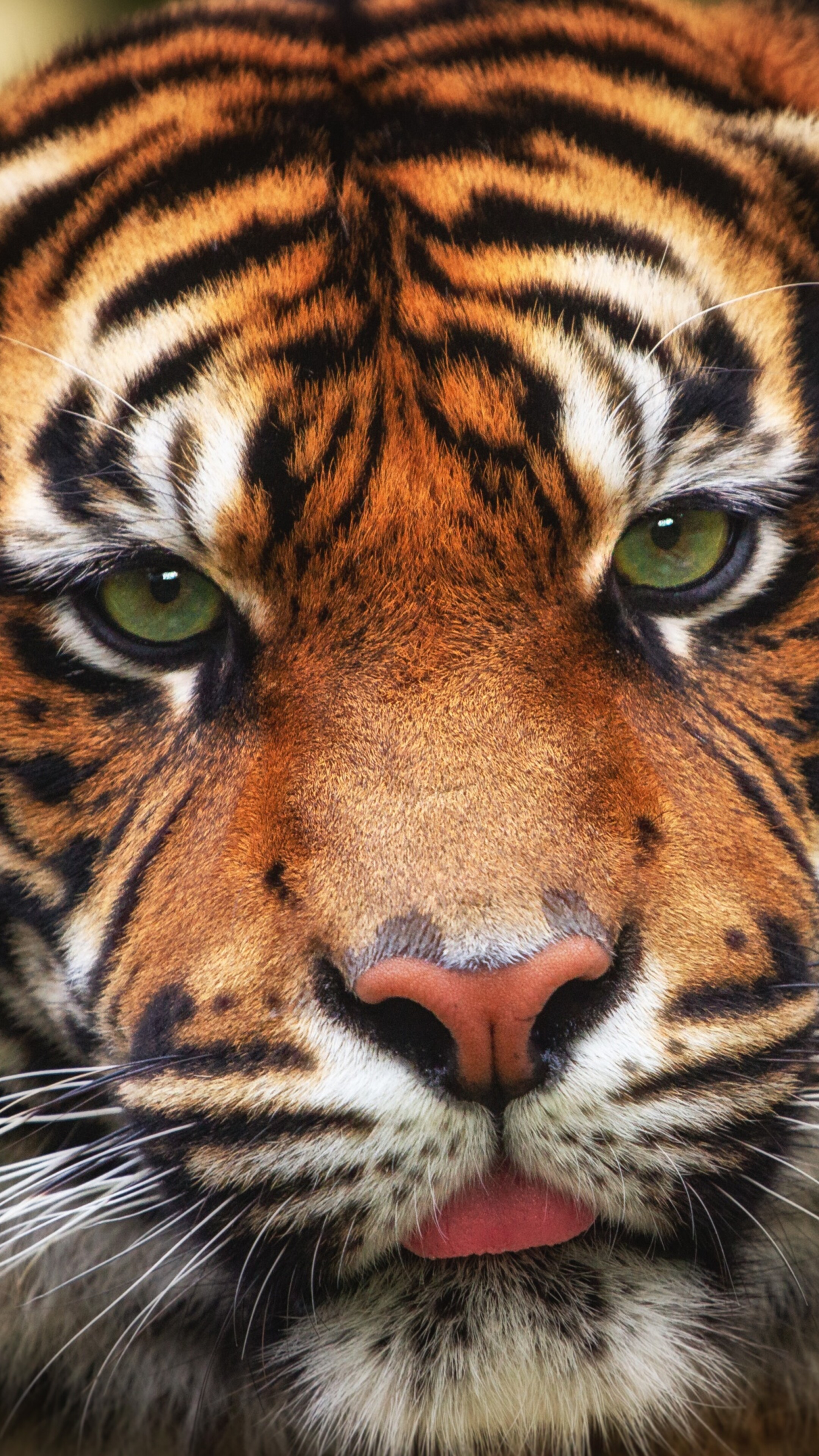 A detailed close-up portrait of a tiger's face, highlighting its piercing eyes and unique stripe patterns.