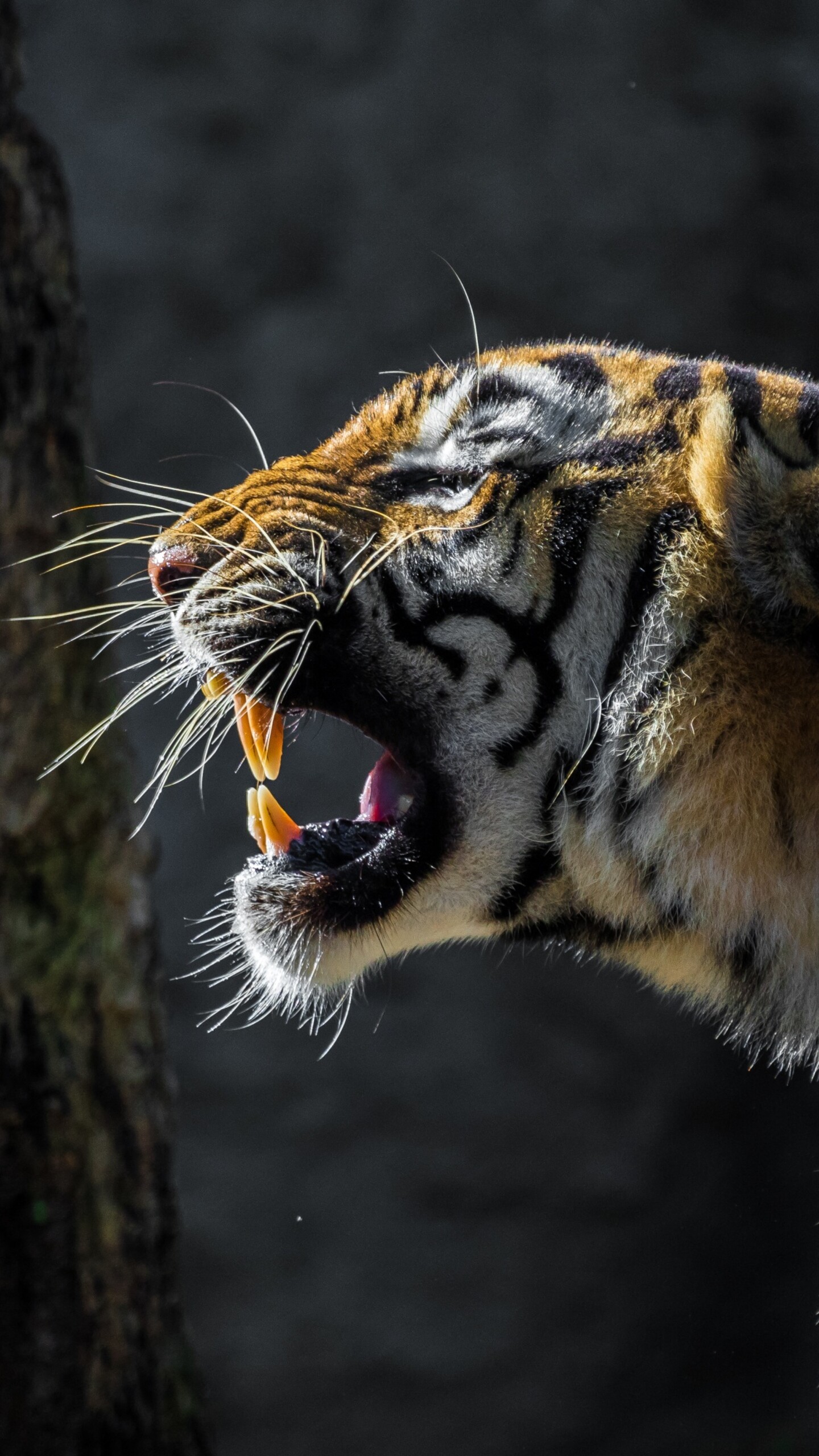 A large tiger roaring loudly in a bright, sunlit forest.