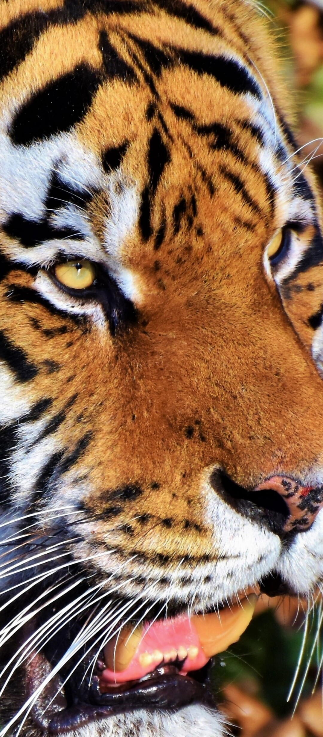 A detailed close-up portrait of a tiger's face featuring intense eyes and prominent stripe patterns.