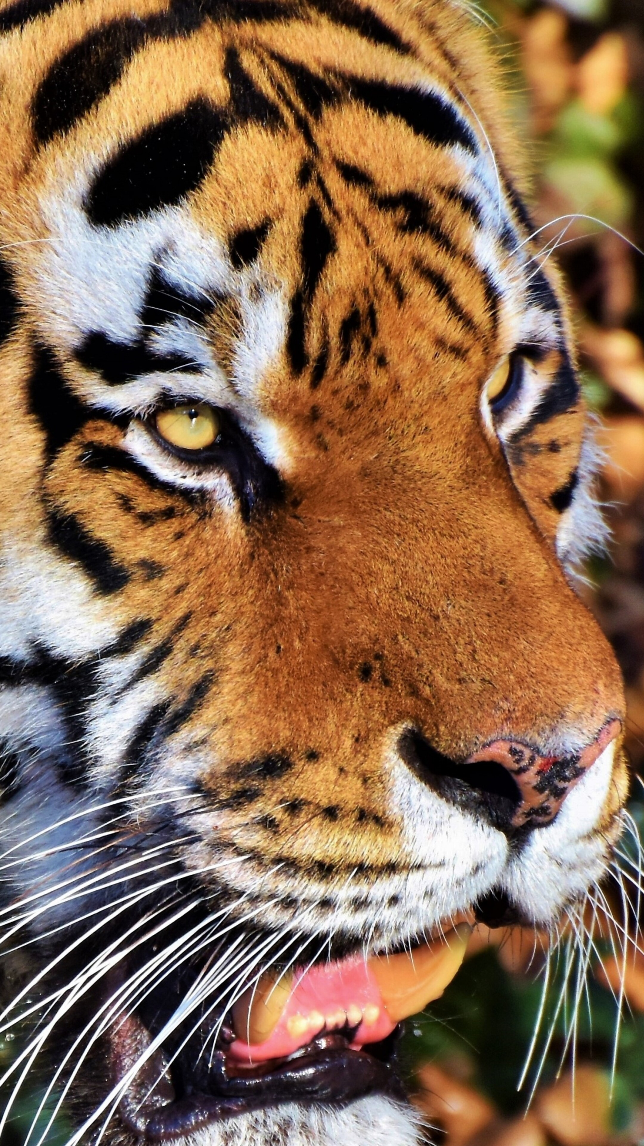A detailed close-up portrait of a tiger's face featuring intense eyes and prominent stripe patterns.