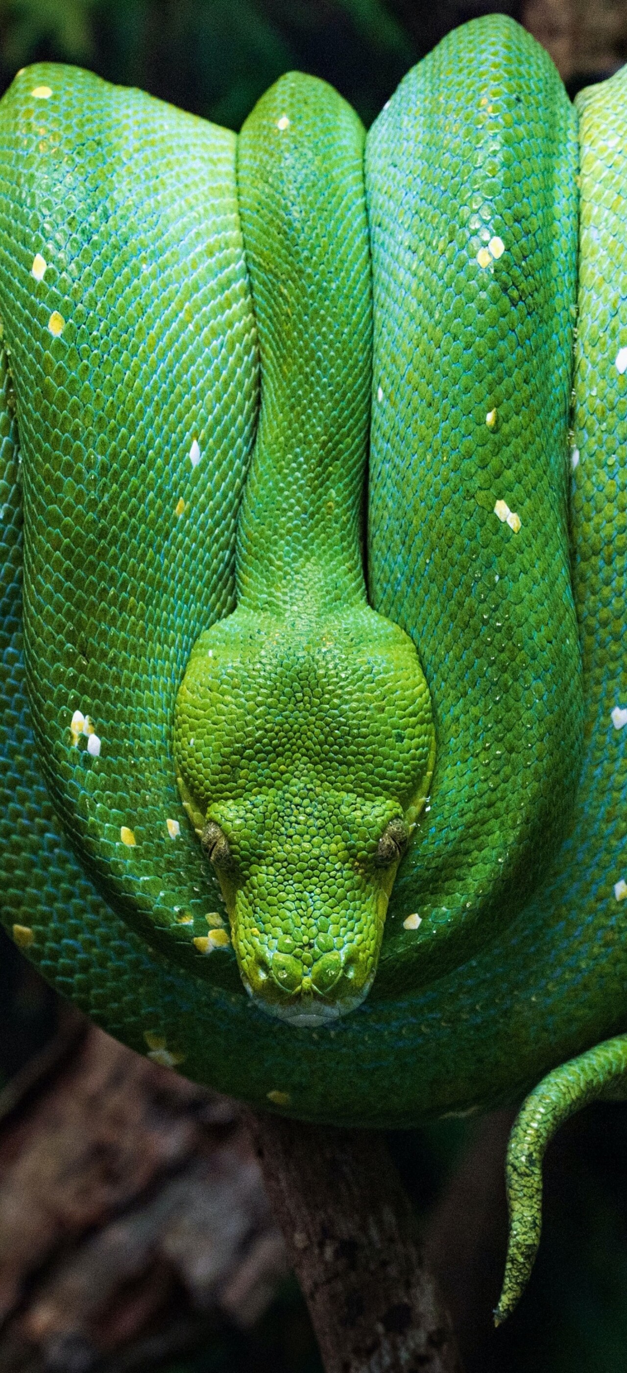A close-up shot of a bright green python resting on a mossy tree branch in a lush tropical forest.